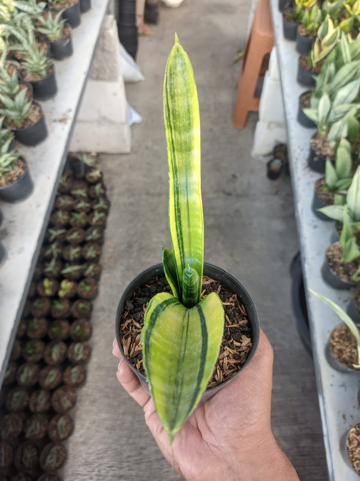 1379. Sansevieria Marcopolo Variegated - Image 5