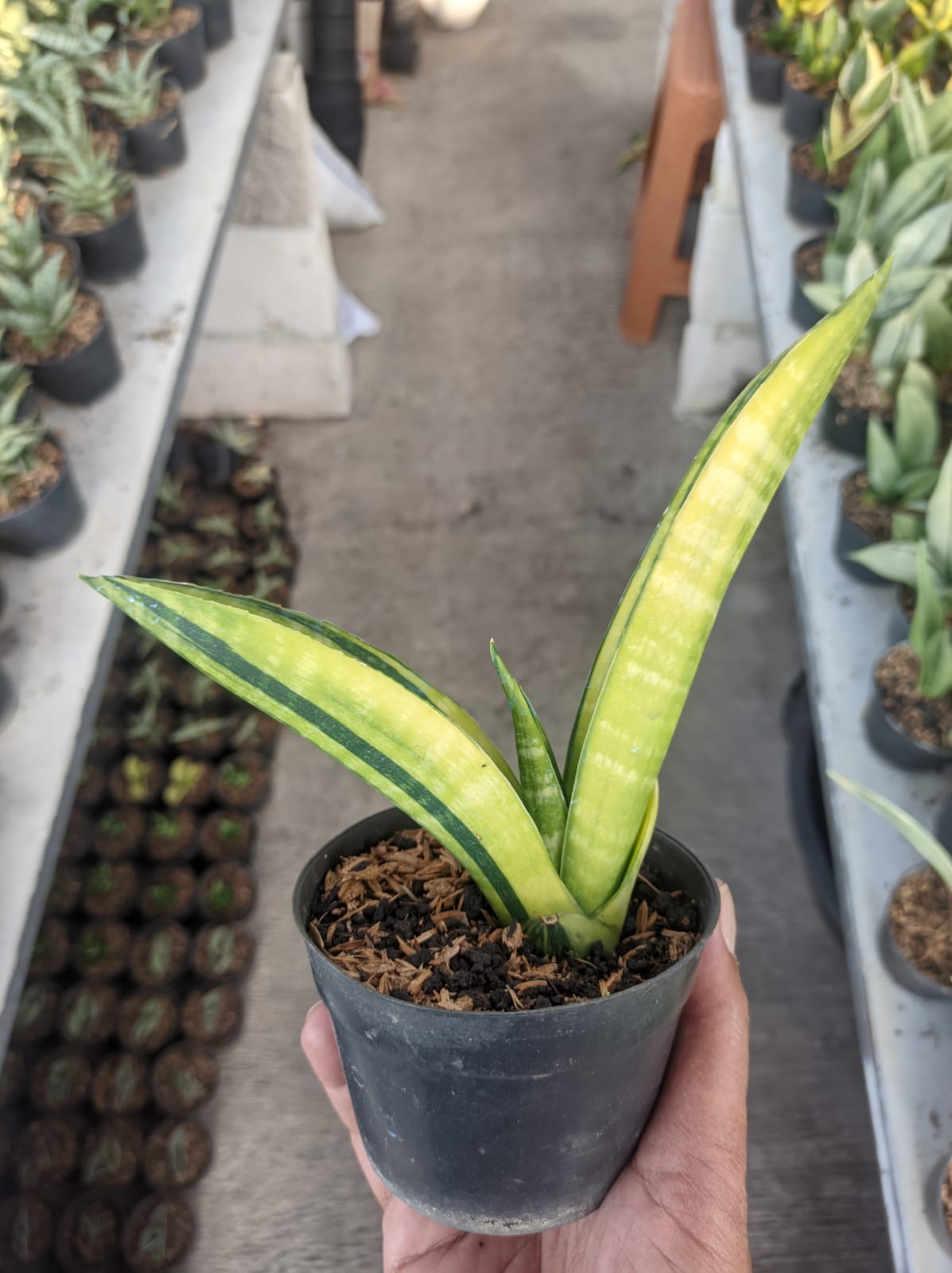 1379. Sansevieria Marcopolo Variegated - Image 4