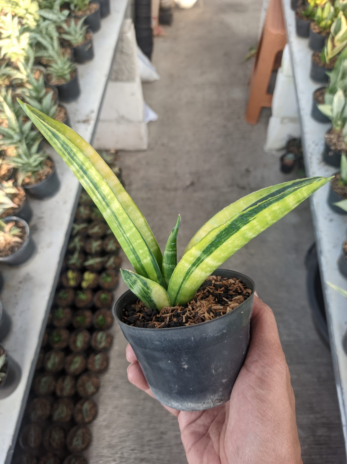 1379. Sansevieria Marcopolo Variegated - Image 3