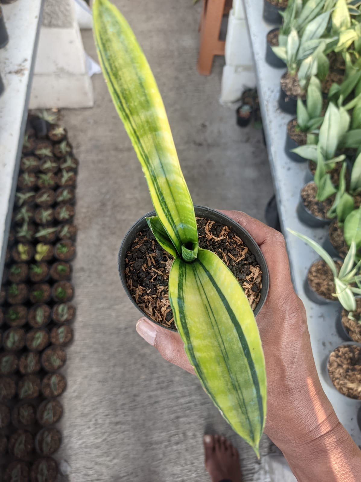 1379. Sansevieria Marcopolo Variegated - Image 2