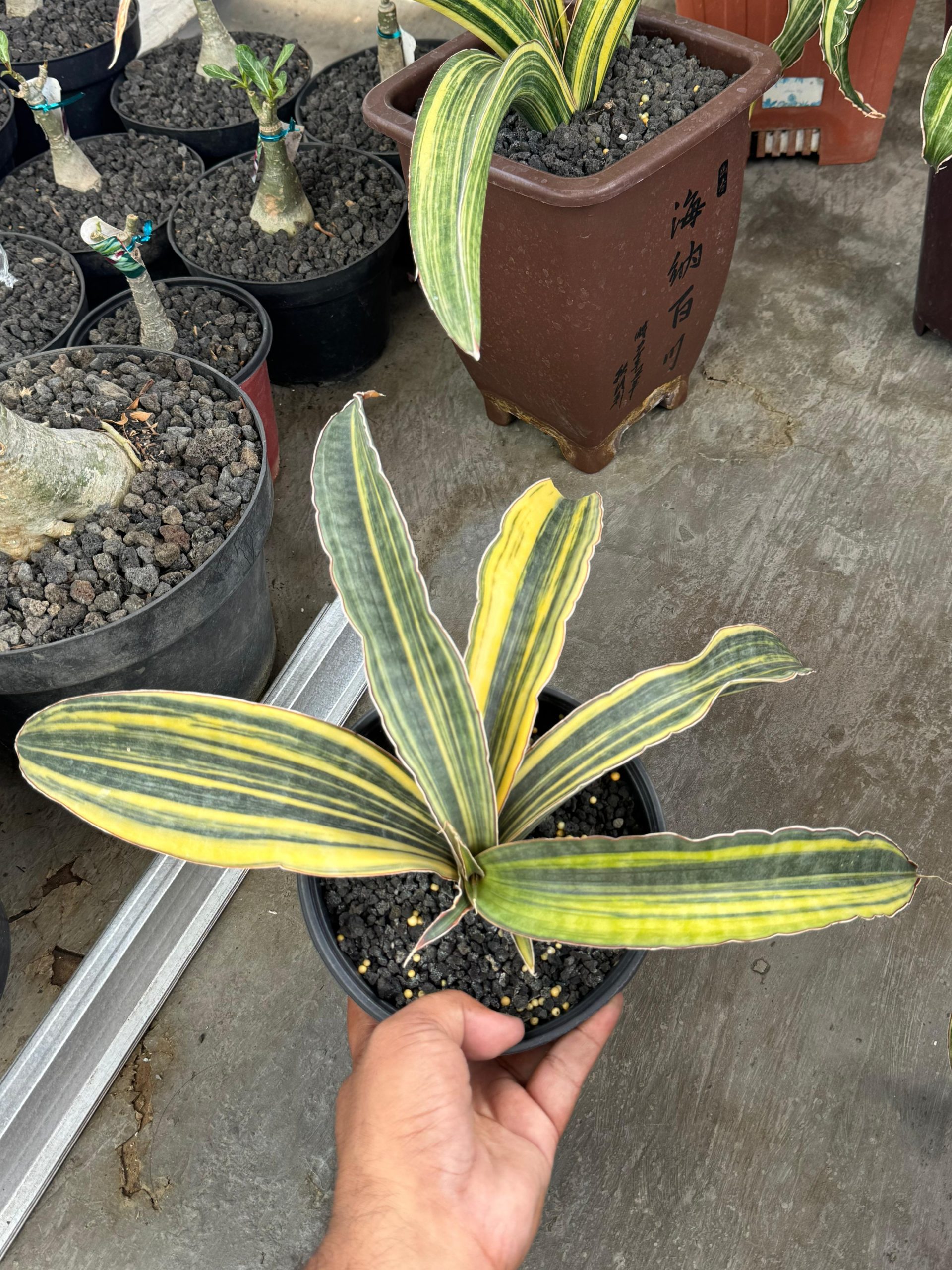 1380. Sansevieria Super Pink Variegated Size 25 Cm - Image 3