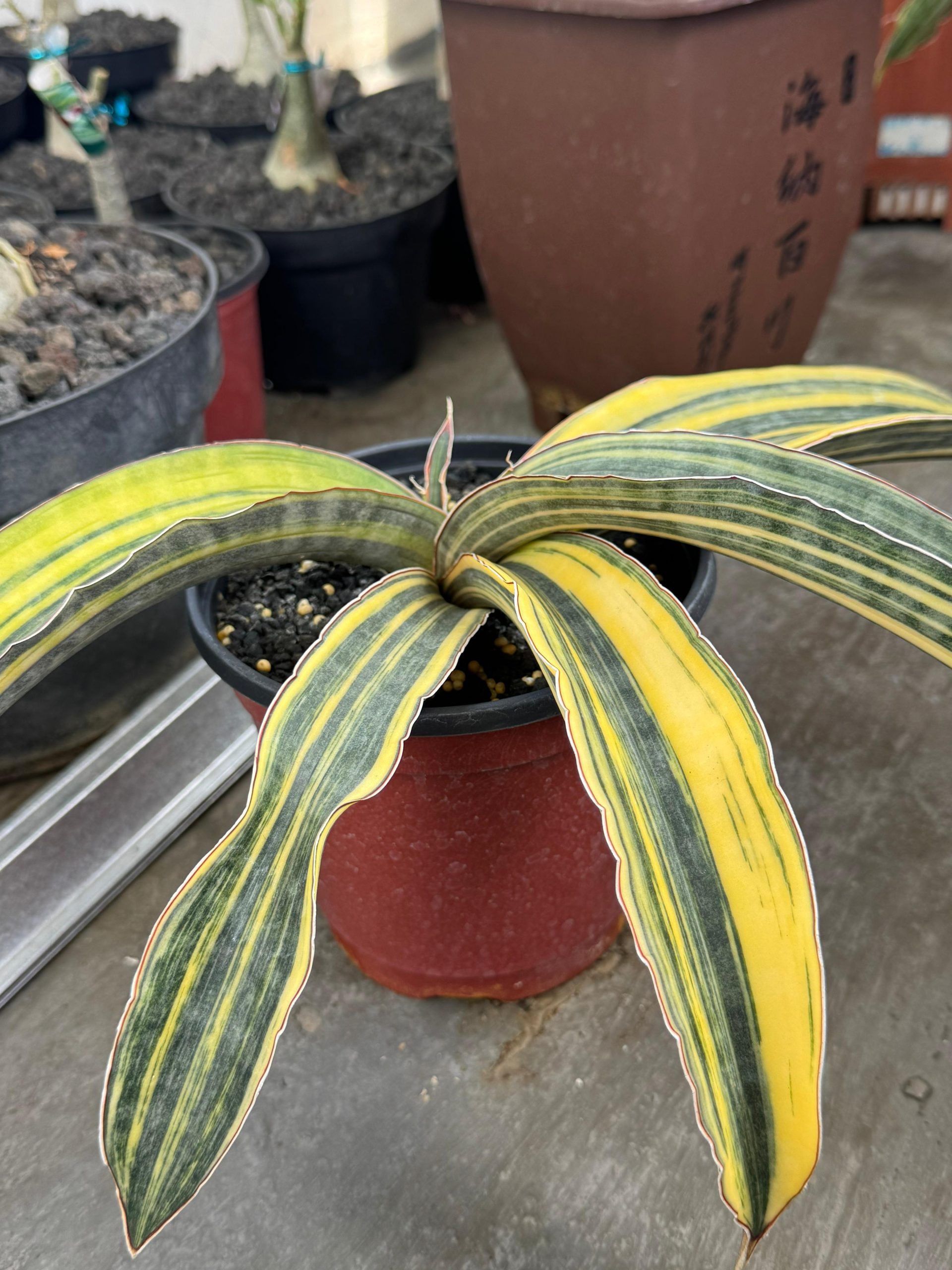 1380. Sansevieria Super Pink Variegated Size 25 Cm - Image 2