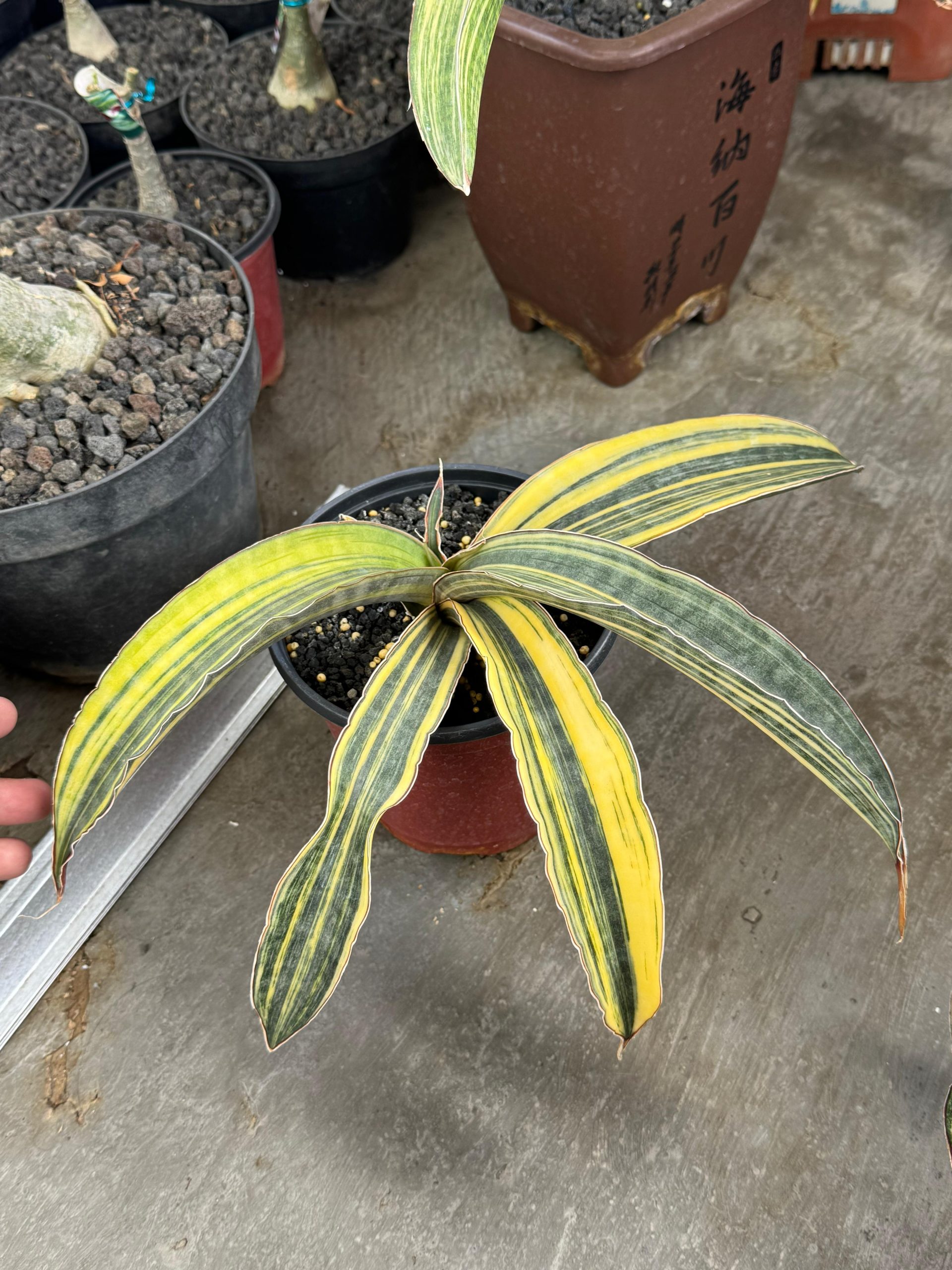 1380. Sansevieria Super Pink Variegated Size 25 Cm - Image 5