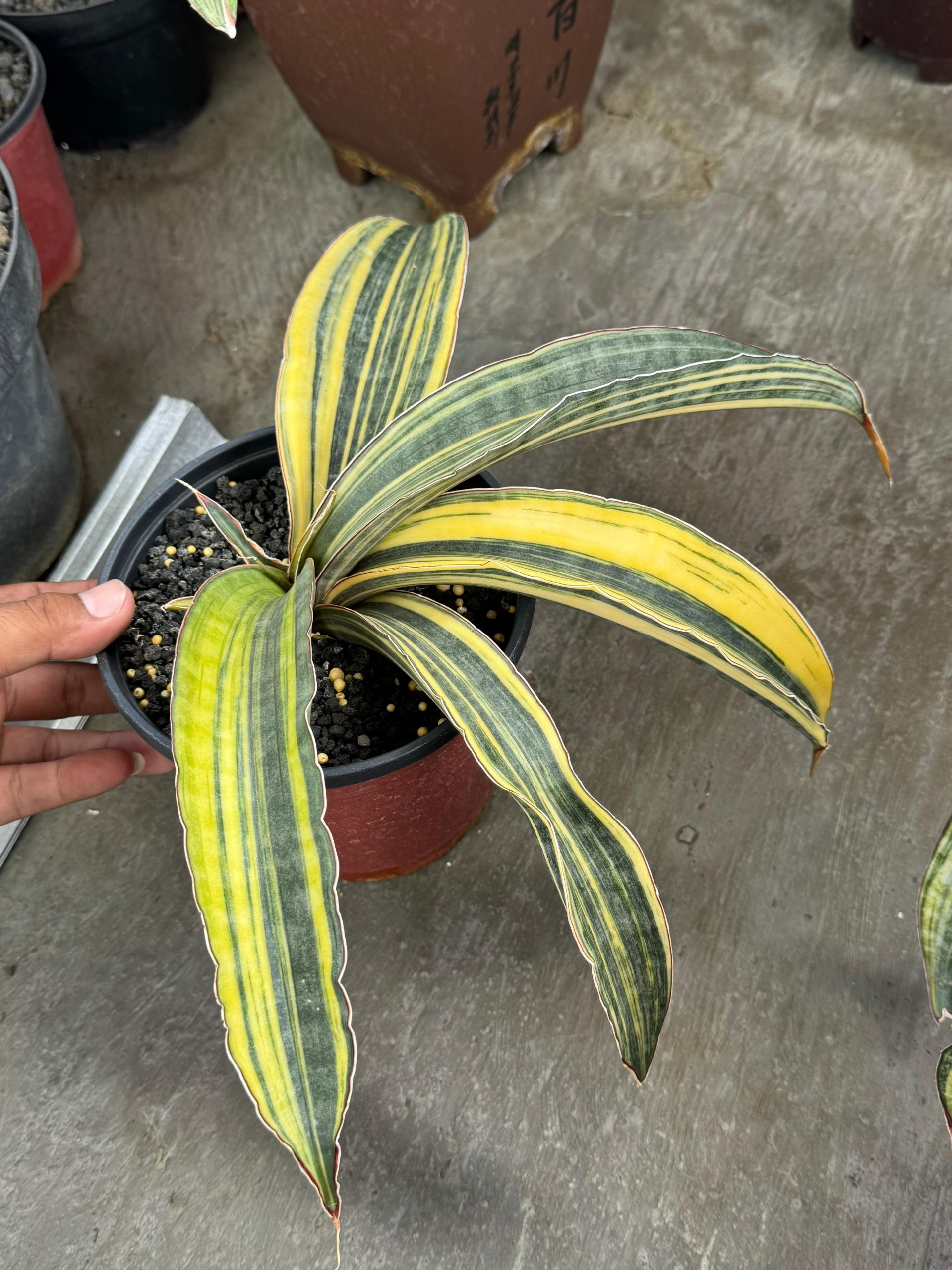 1380. Sansevieria Super Pink Variegated Size 25 Cm - Image 4