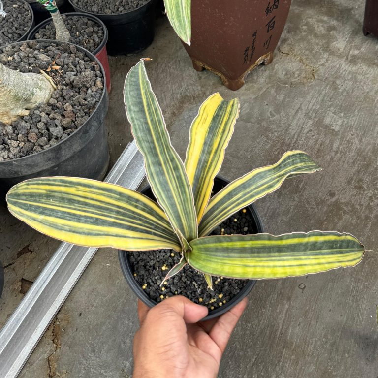 1380. Sansevieria Super Pink Variegated Size 25 Cm