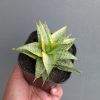 1381. Sansevieria Sweet Calery Variegated