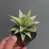 1382. Sansevieria Deasy