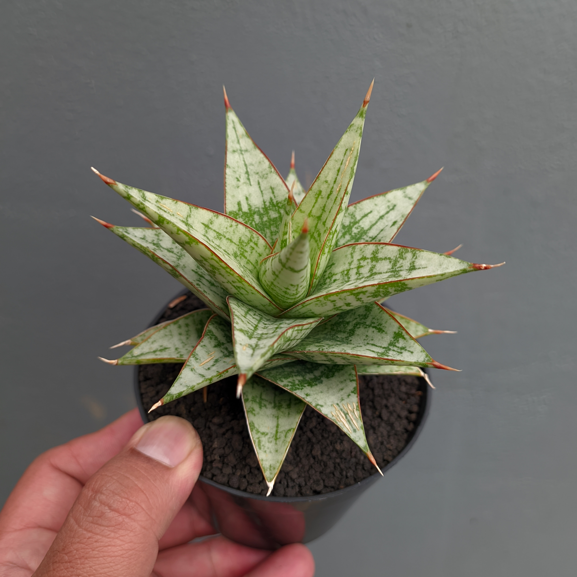 1382. Sansevieria Deasy