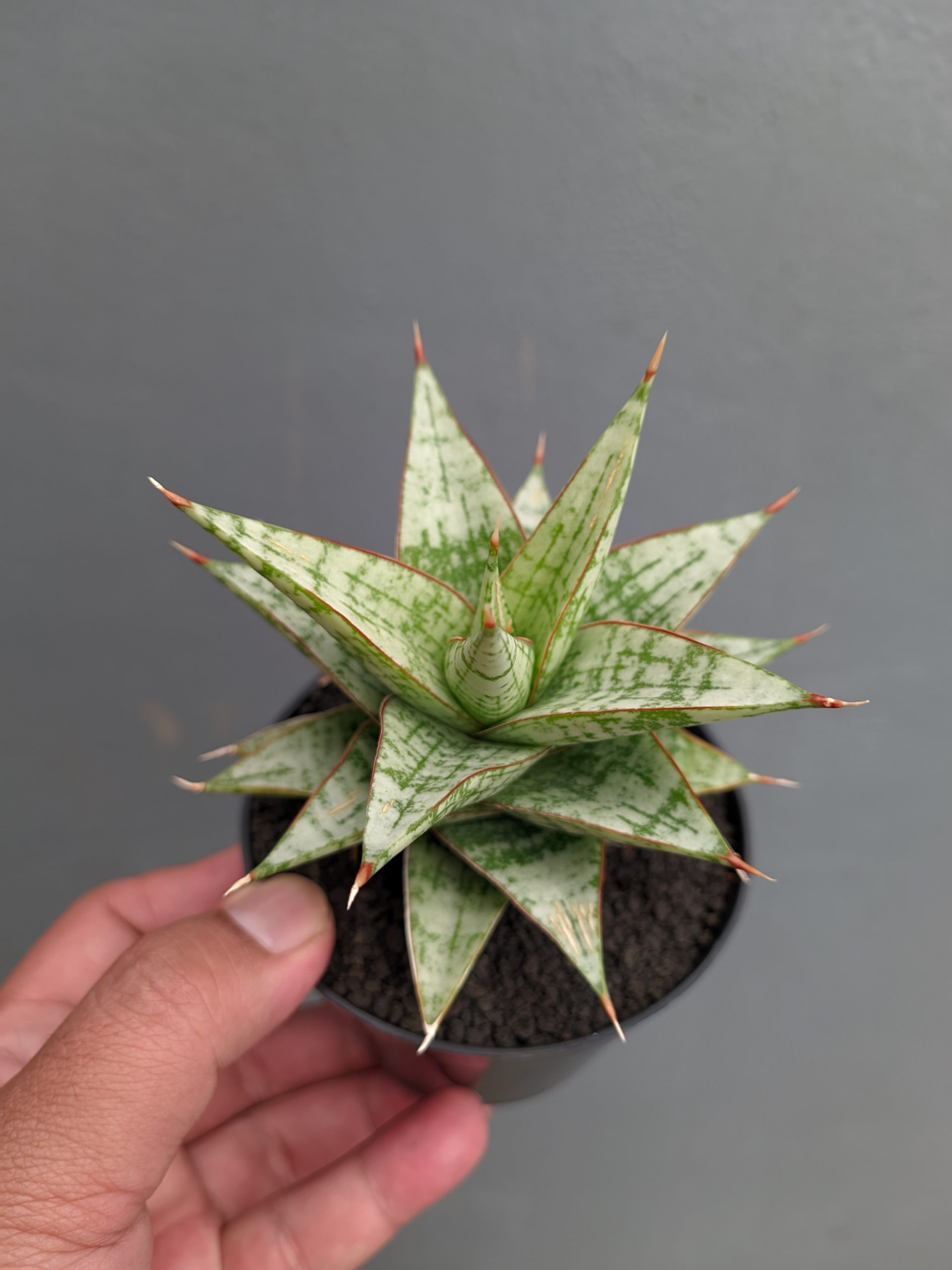 1382. Sansevieria Deasy - Image 3