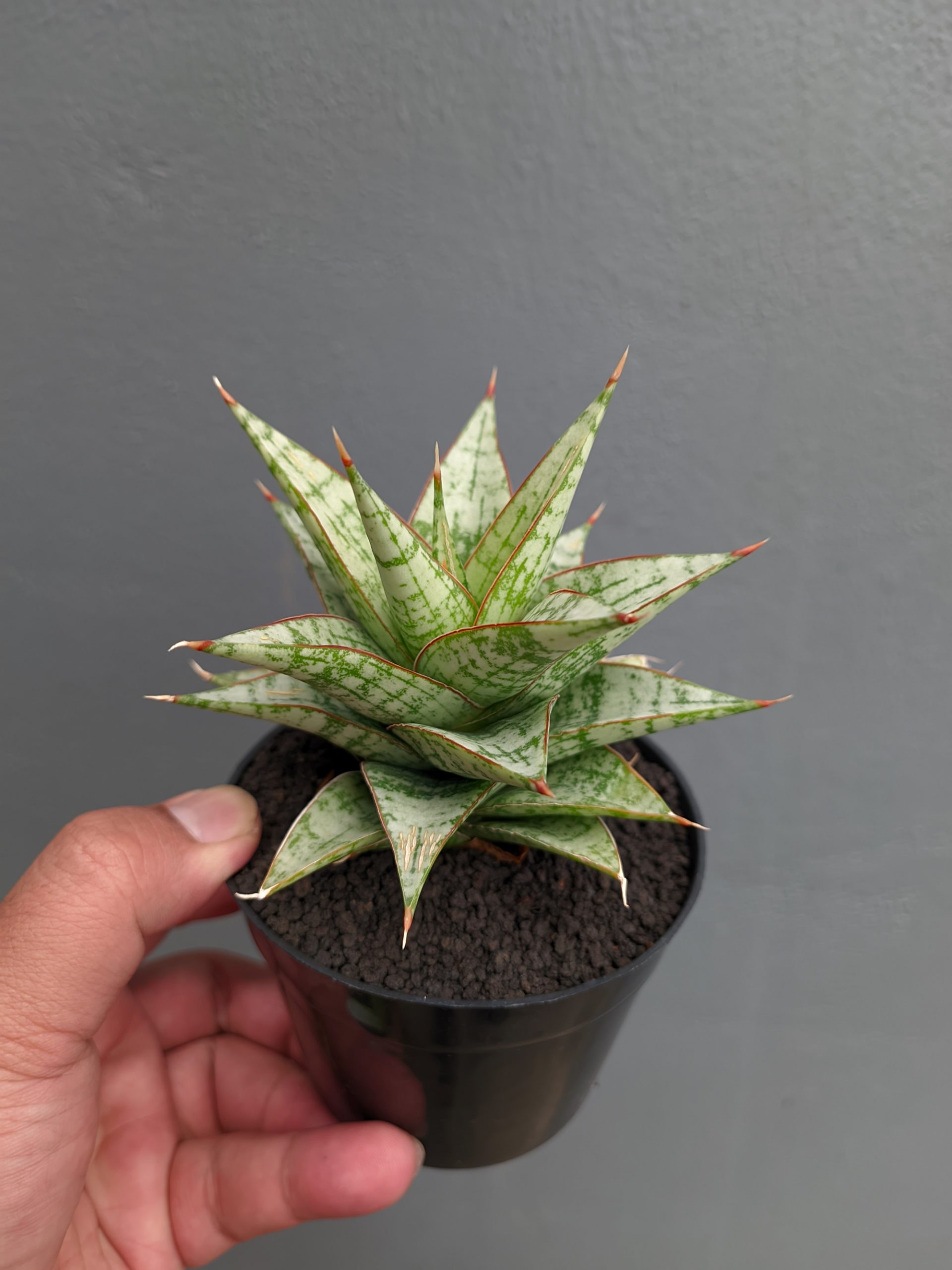 1382. Sansevieria Deasy - Image 12