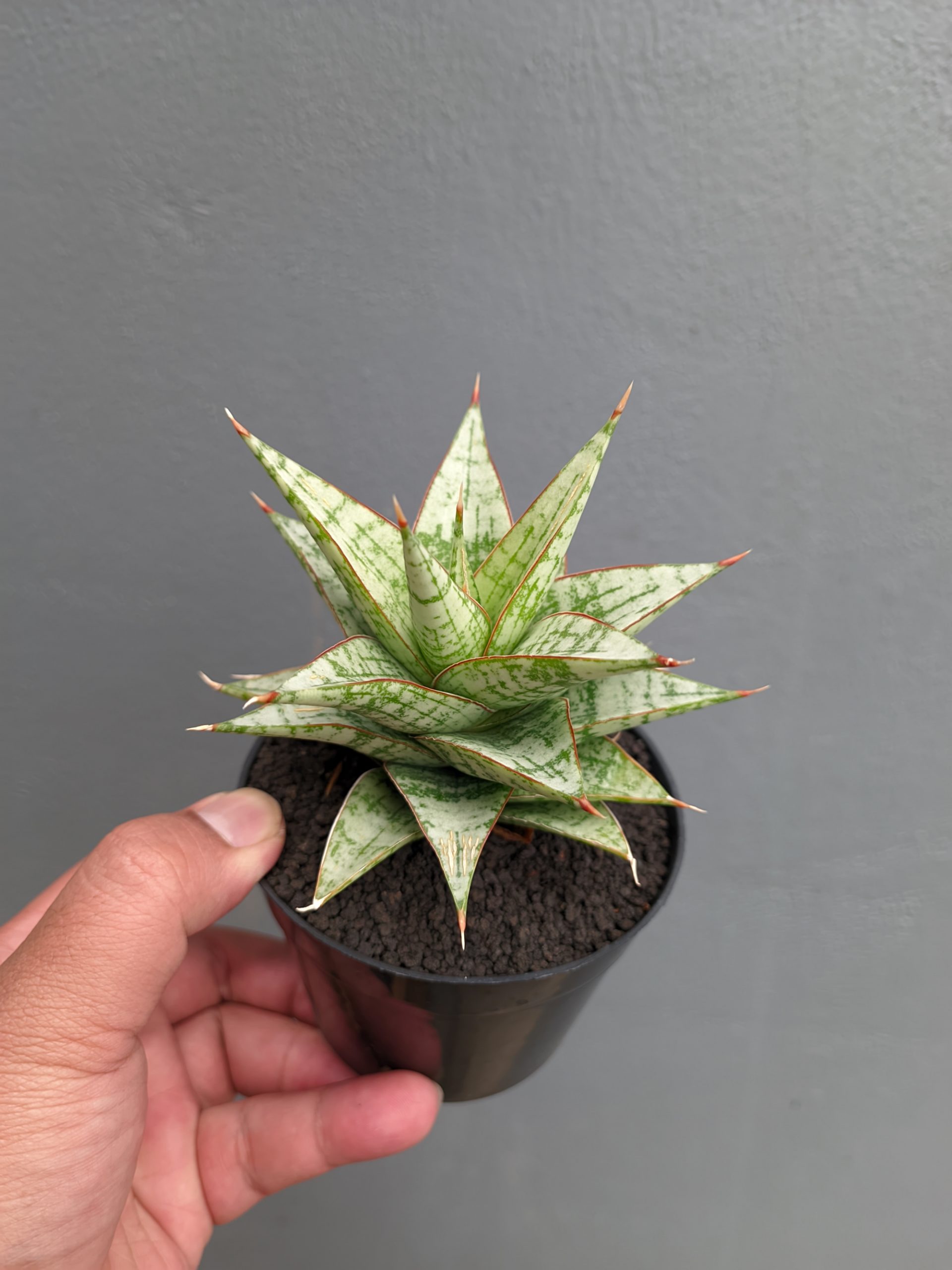 1382. Sansevieria Deasy - Image 13