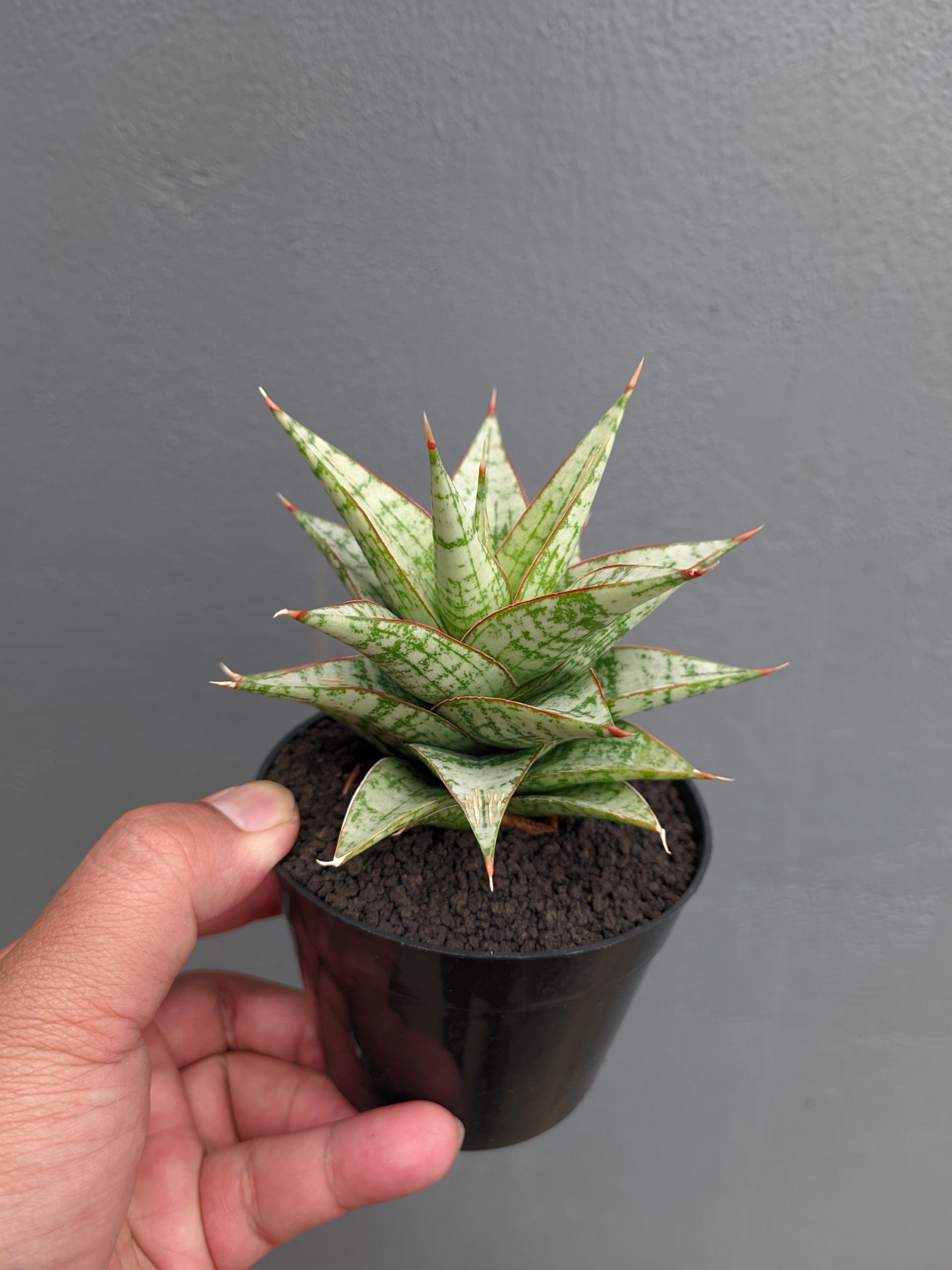 1382. Sansevieria Deasy - Image 14