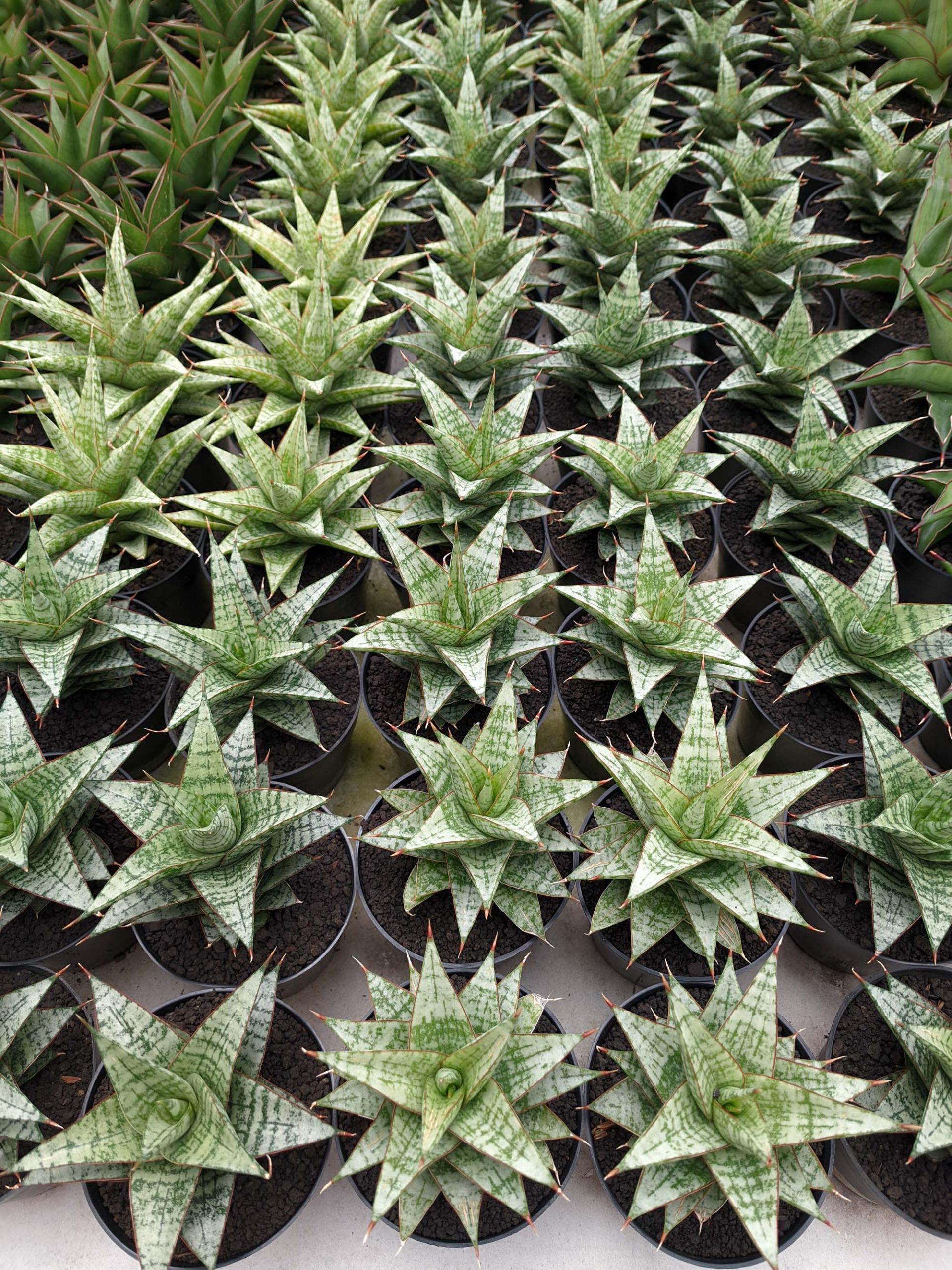 1382. Sansevieria Deasy - Image 2