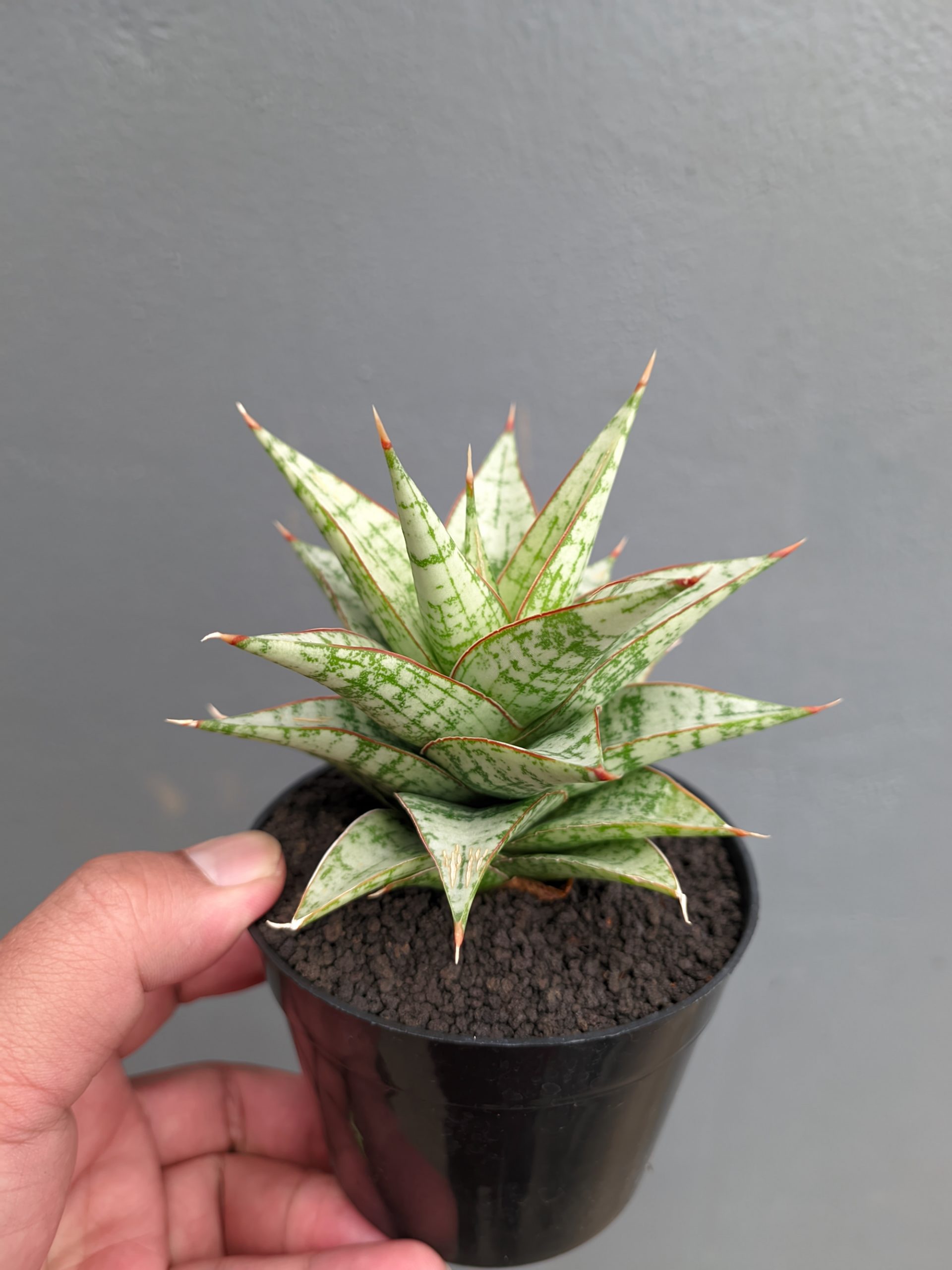 1382. Sansevieria Deasy - Image 4