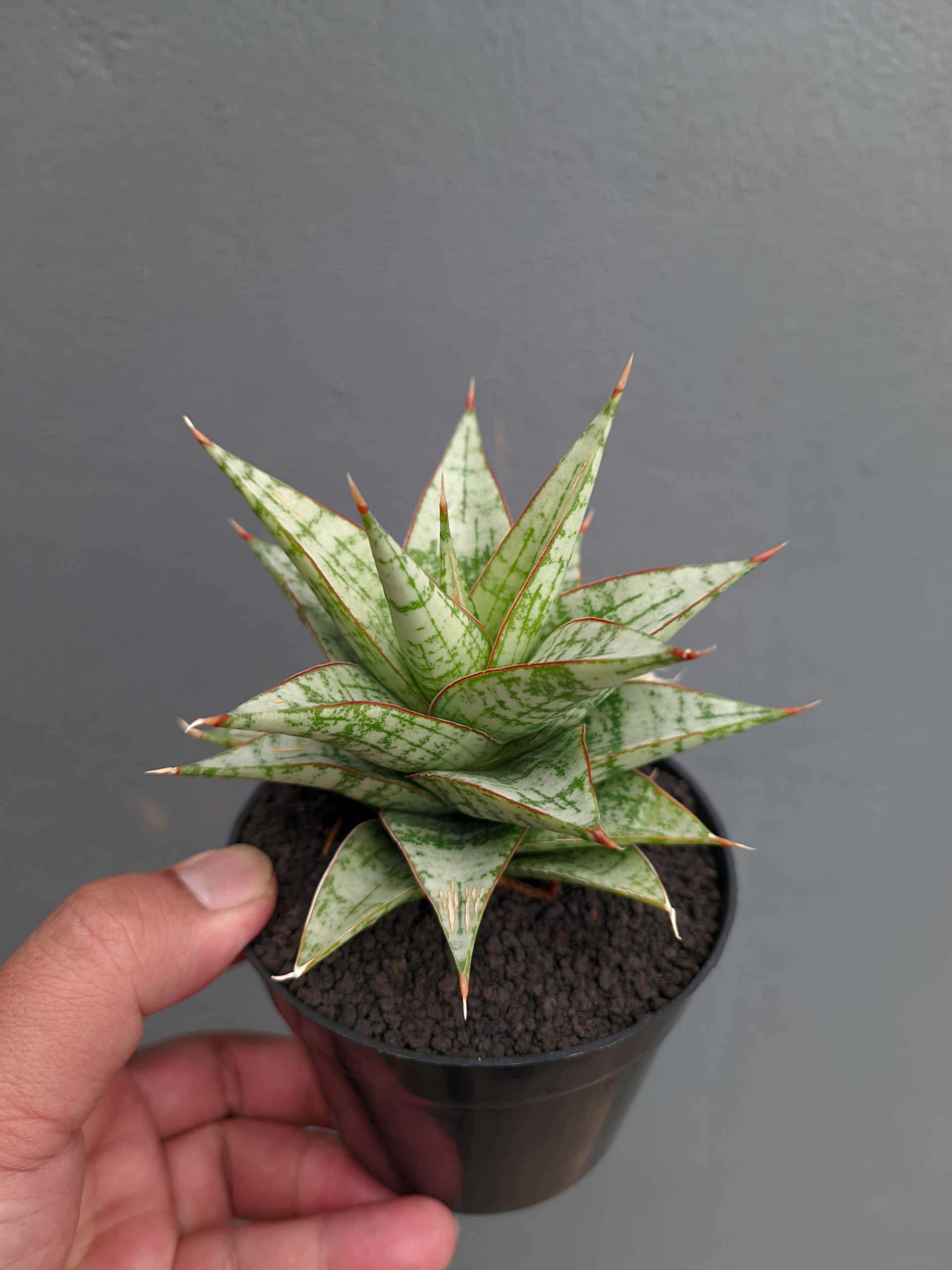 1382. Sansevieria Deasy - Image 5