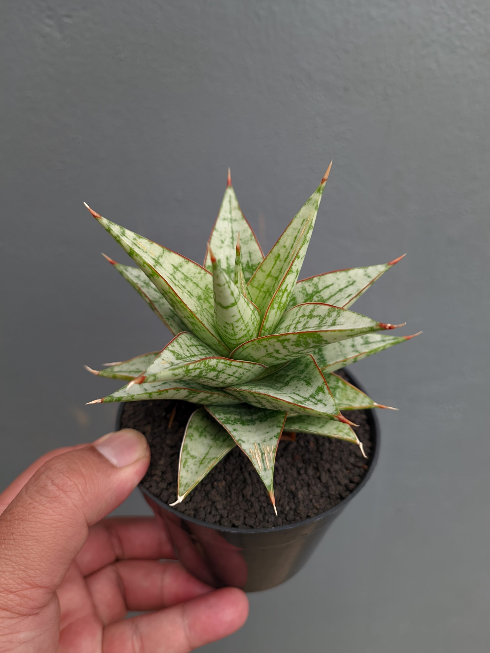 1382. Sansevieria Deasy - Image 6