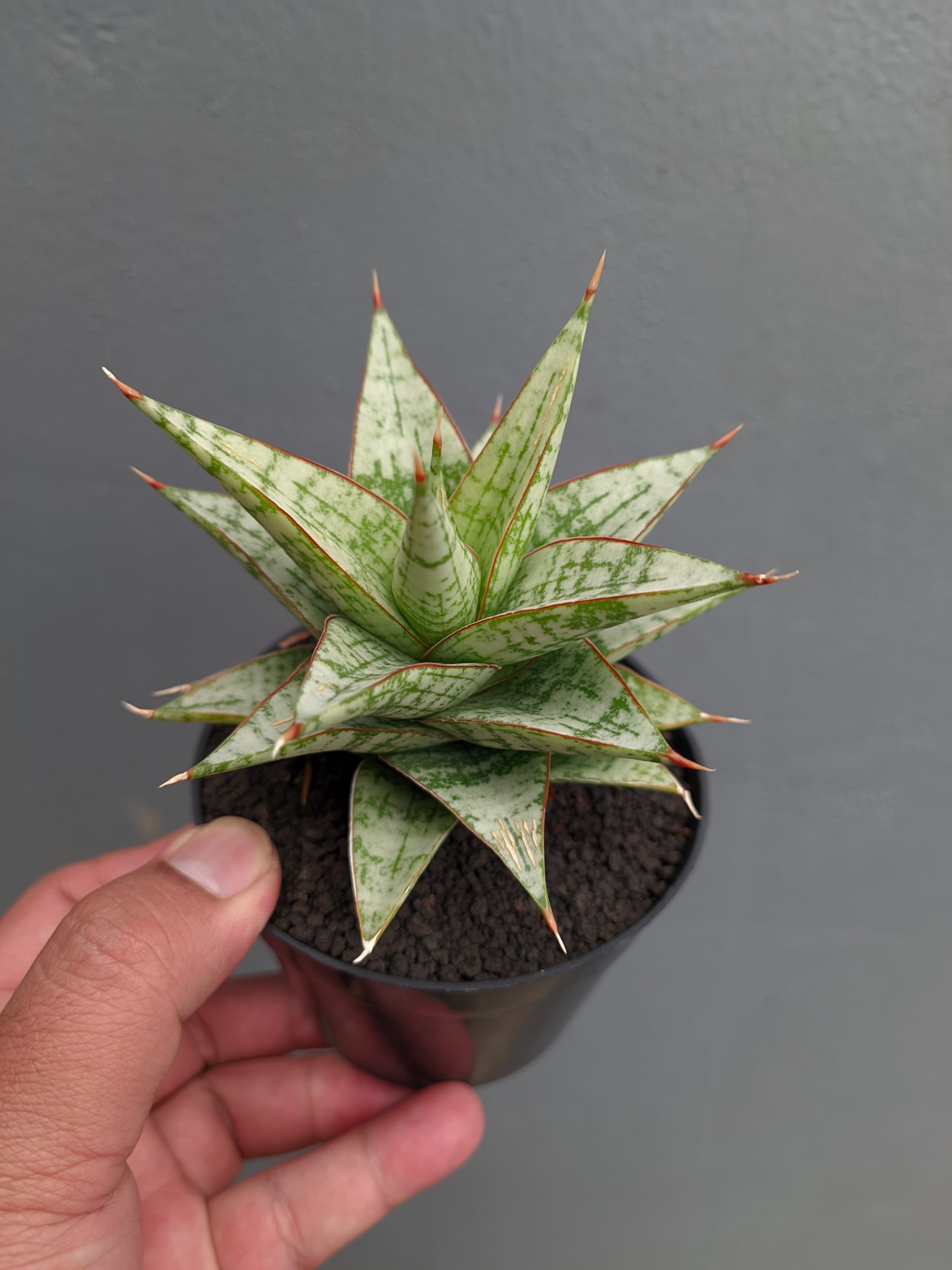 1382. Sansevieria Deasy - Image 7