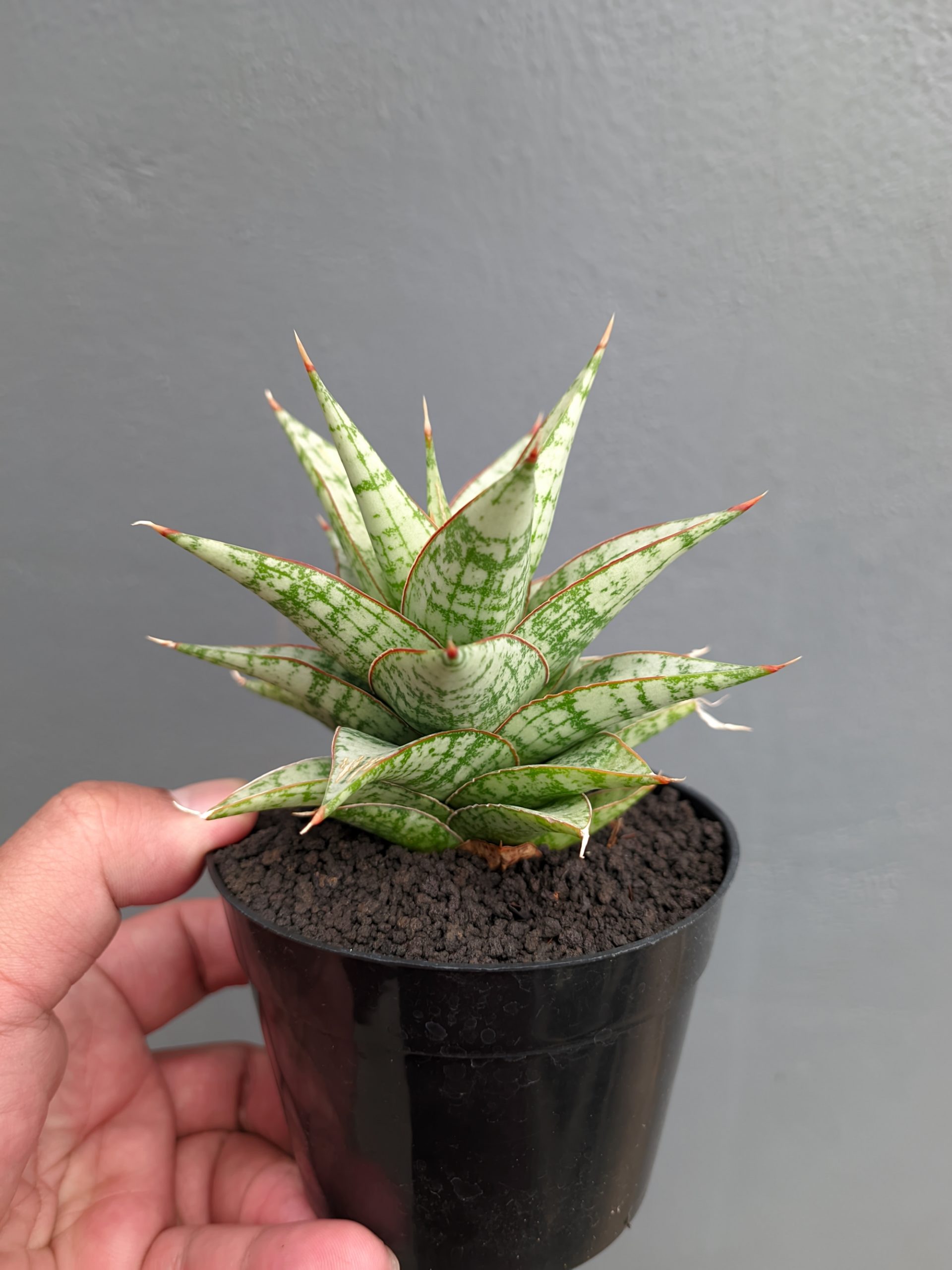 1382. Sansevieria Deasy - Image 8