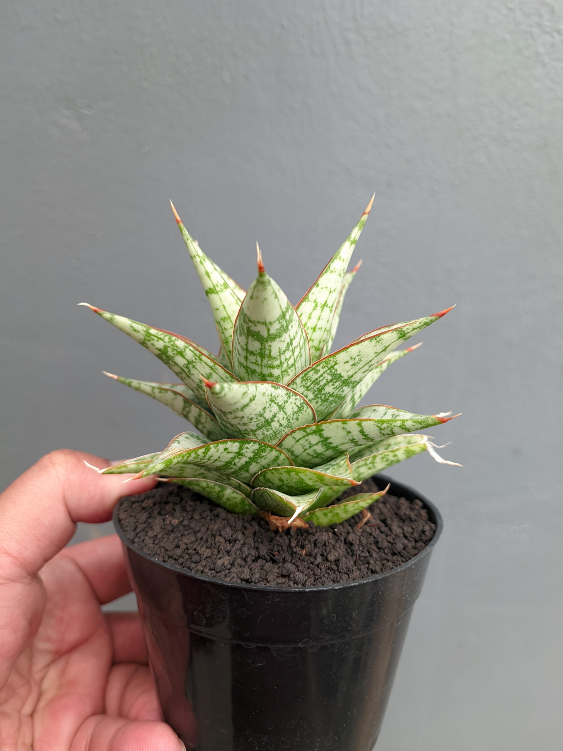 1382. Sansevieria Deasy - Image 9