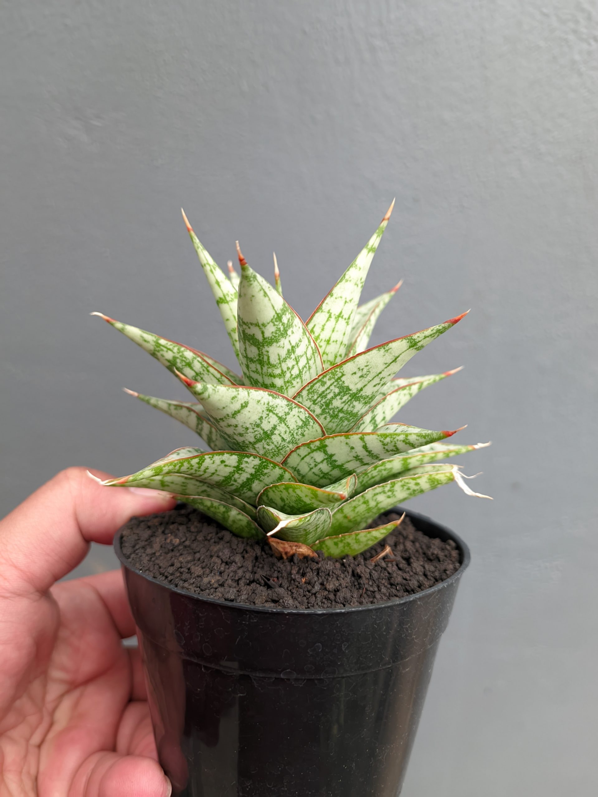 1382. Sansevieria Deasy - Image 10