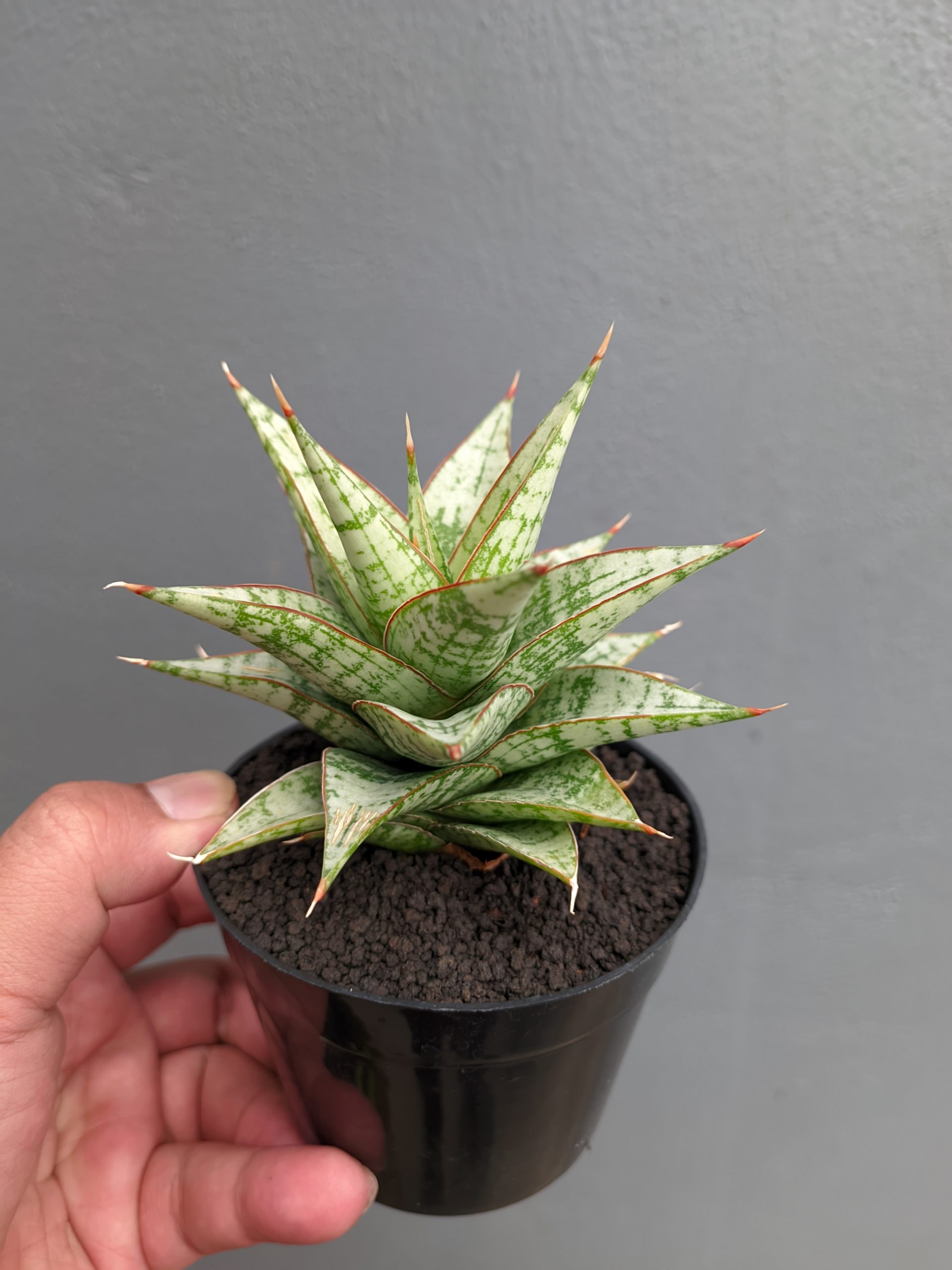 1382. Sansevieria Deasy - Image 11