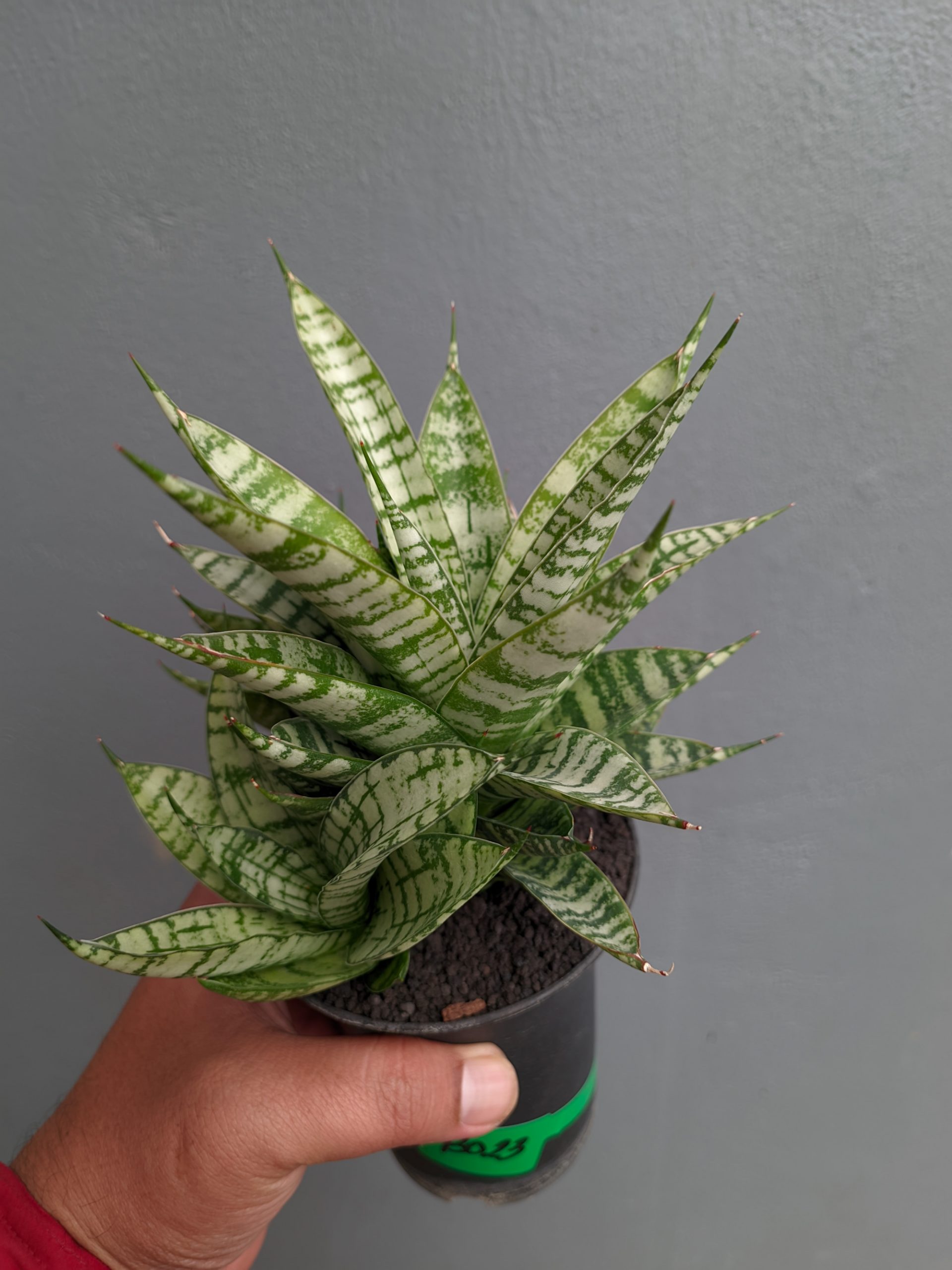 1383. Sansevieria Pandawa Size 12 Cm - Image 2