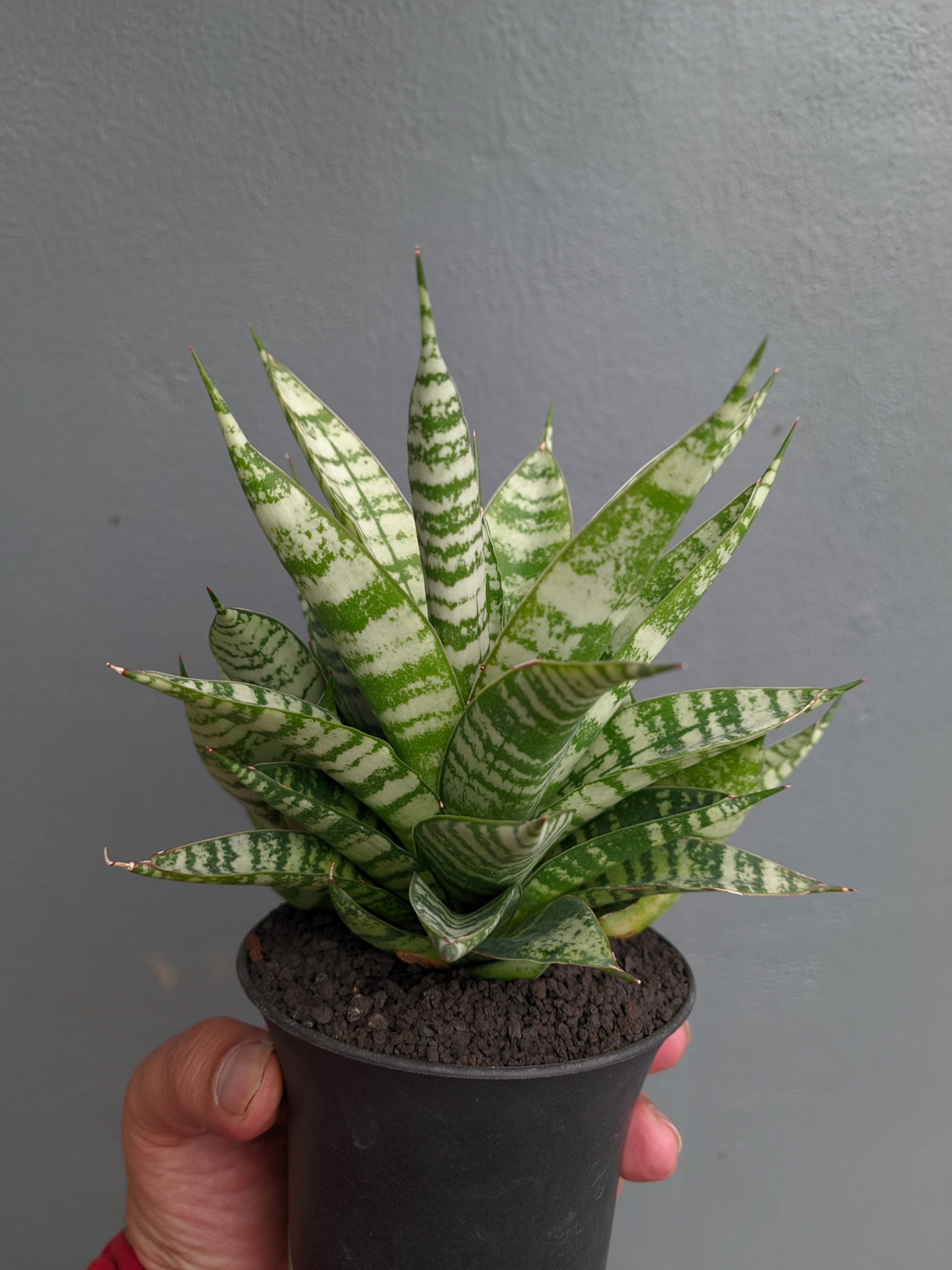 1383. Sansevieria Pandawa Size 12 Cm - Image 3