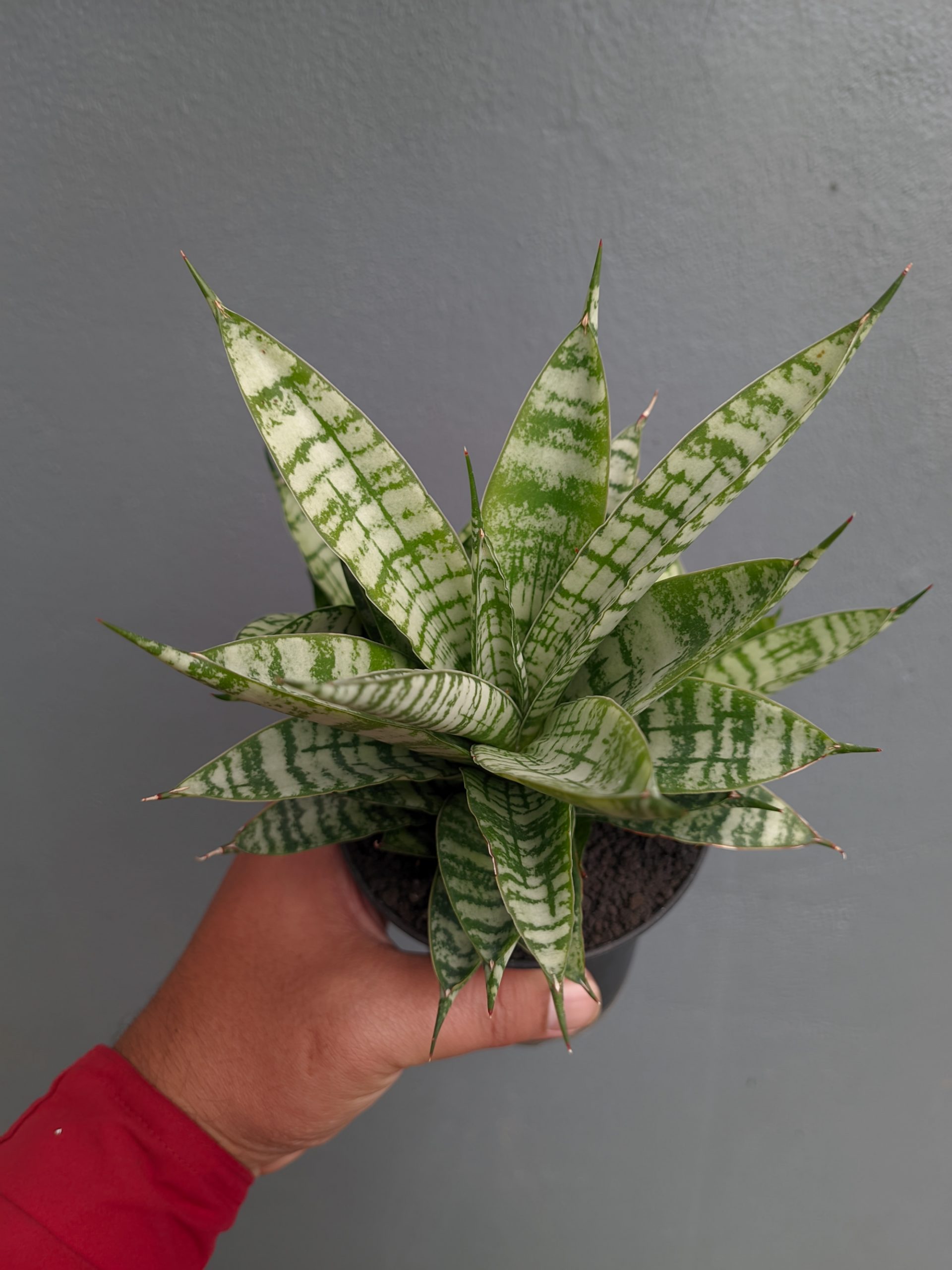1383. Sansevieria Pandawa Size 12 Cm - Image 4