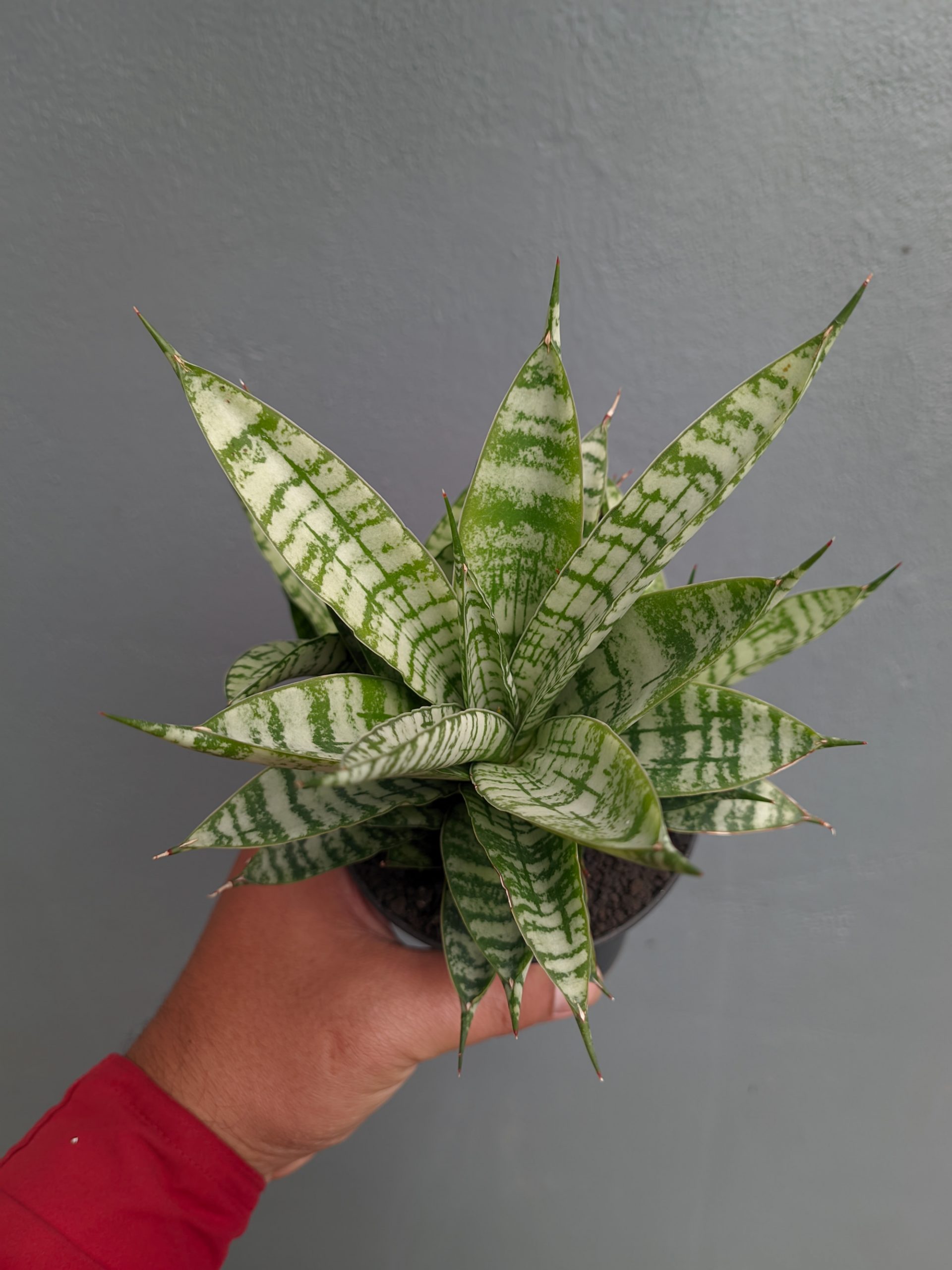 1383. Sansevieria Pandawa Size 12 Cm - Image 5