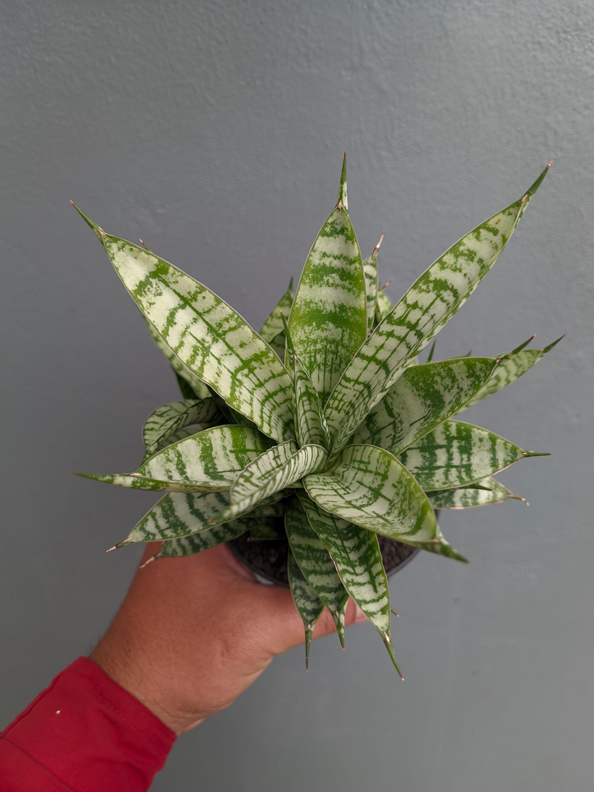 1383. Sansevieria Pandawa Size 12 Cm - Image 6