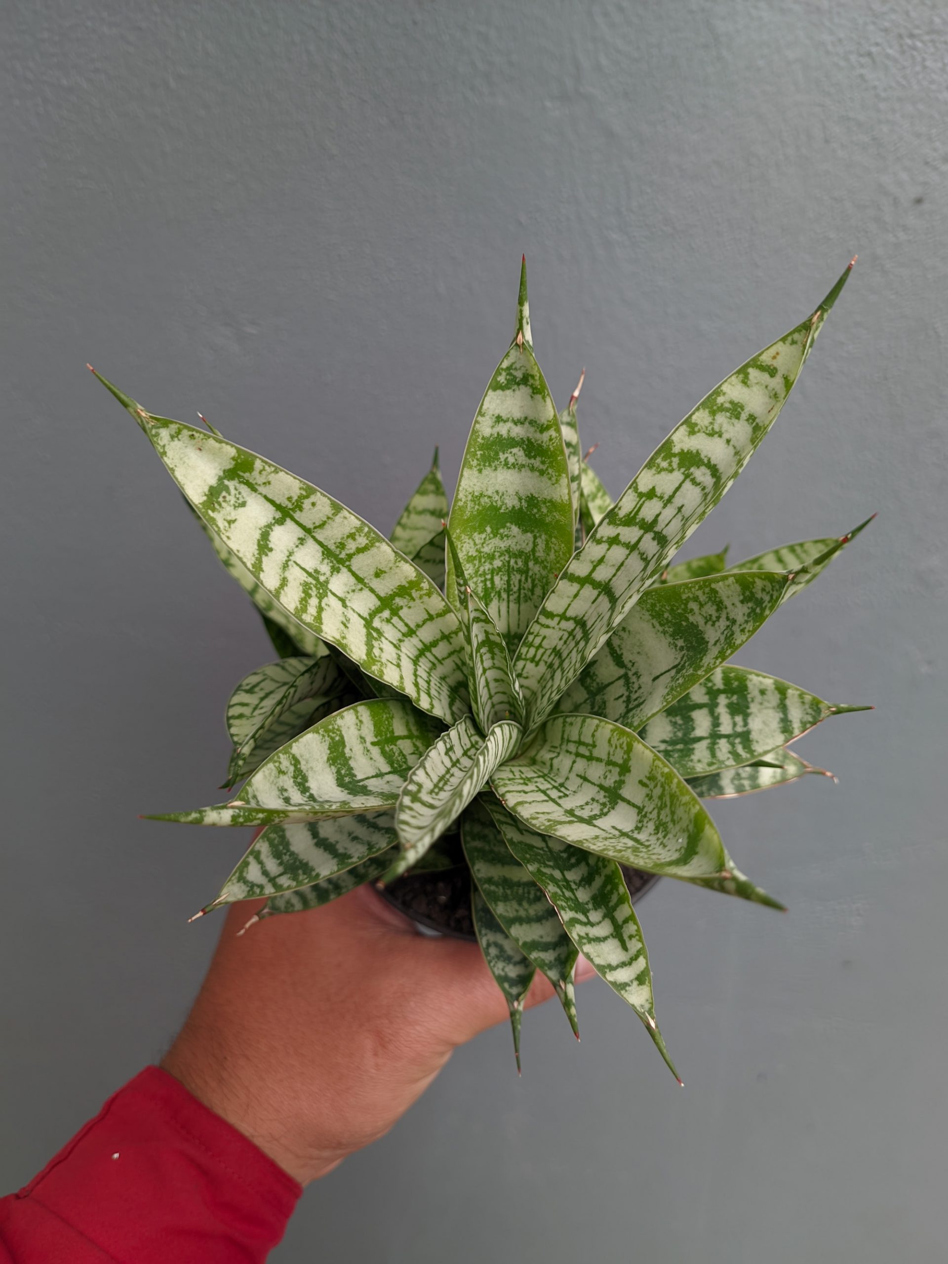 1383. Sansevieria Pandawa Size 12 Cm - Image 7