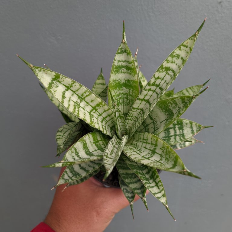 1383. Sansevieria Pandawa Size 12 Cm