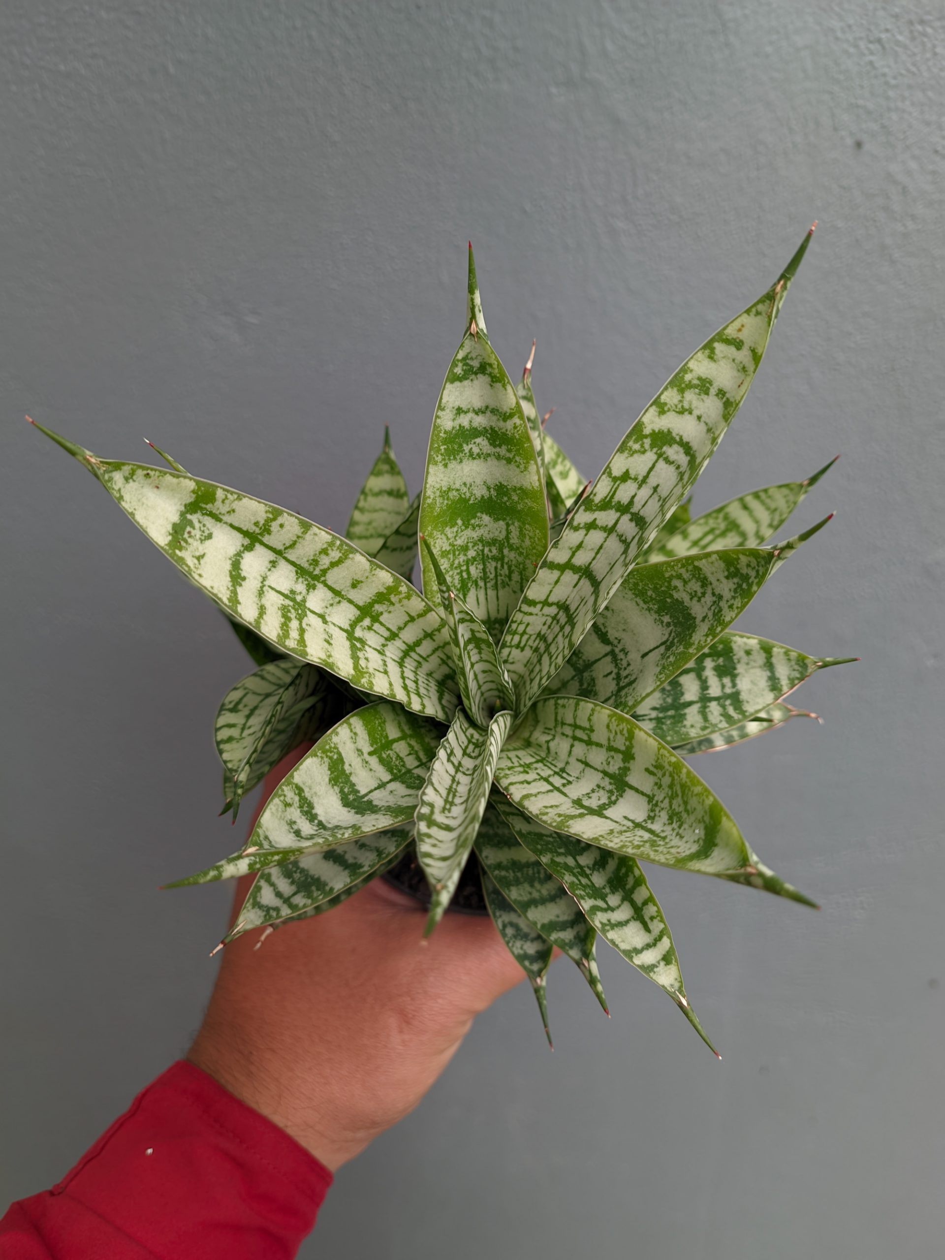 1383. Sansevieria Pandawa Size 12 Cm - Image 9