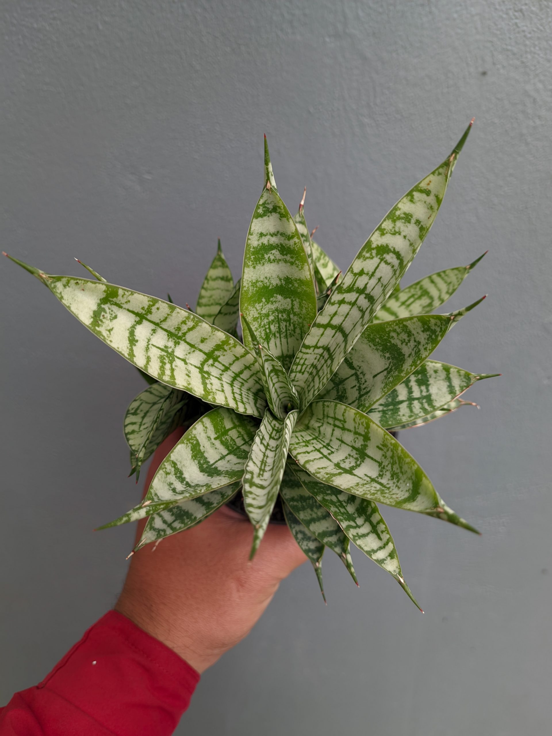 1383. Sansevieria Pandawa Size 12 Cm - Image 10