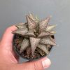 1384. Haworthia Kintaikyo