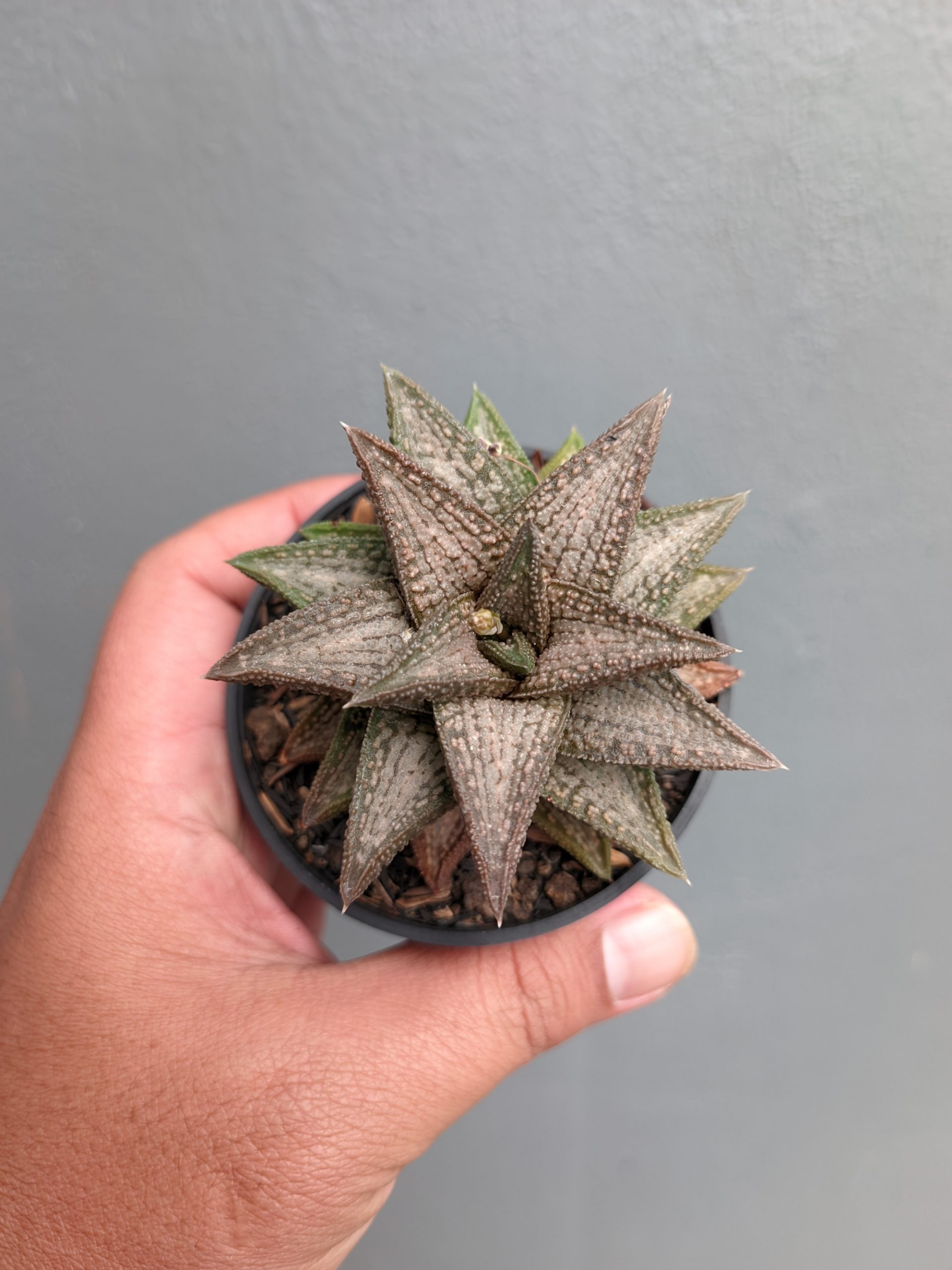 1384. Haworthia Kintaikyo - Image 3