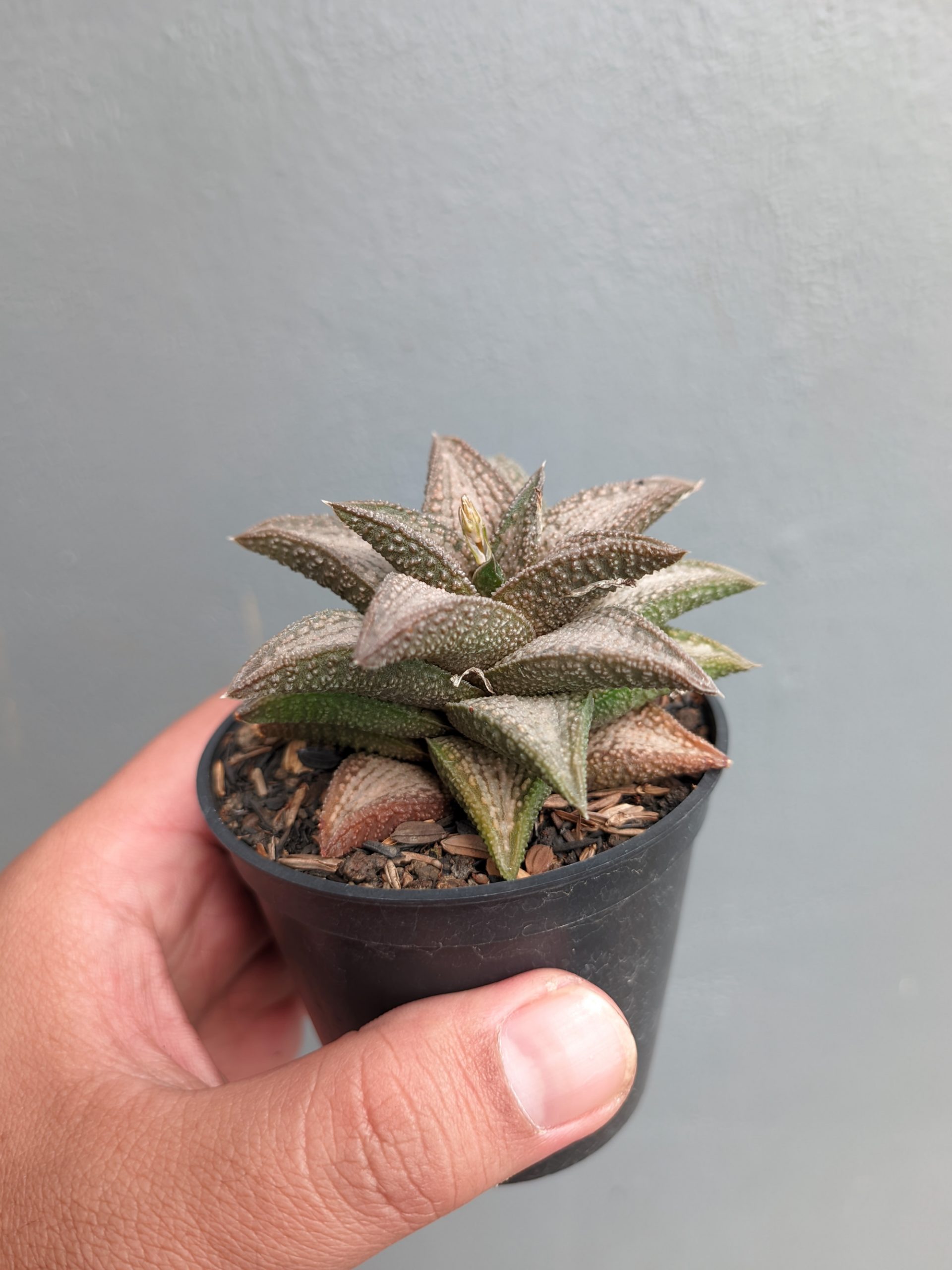 1384. Haworthia Kintaikyo - Image 4