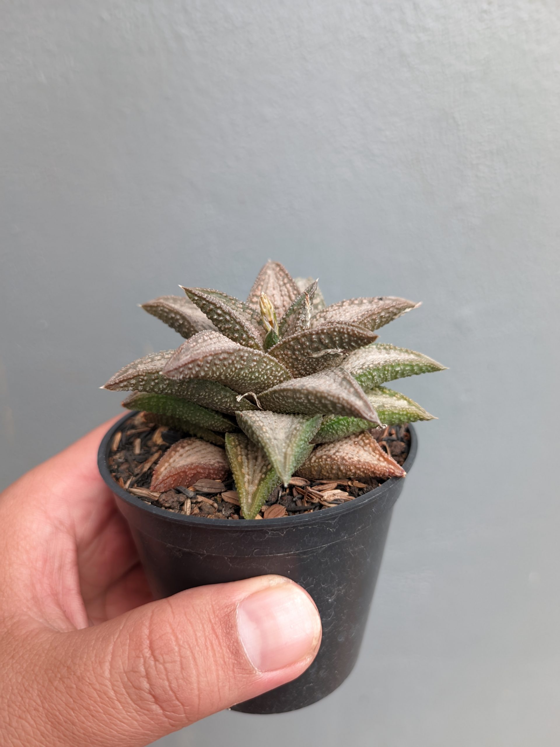 1384. Haworthia Kintaikyo - Image 2