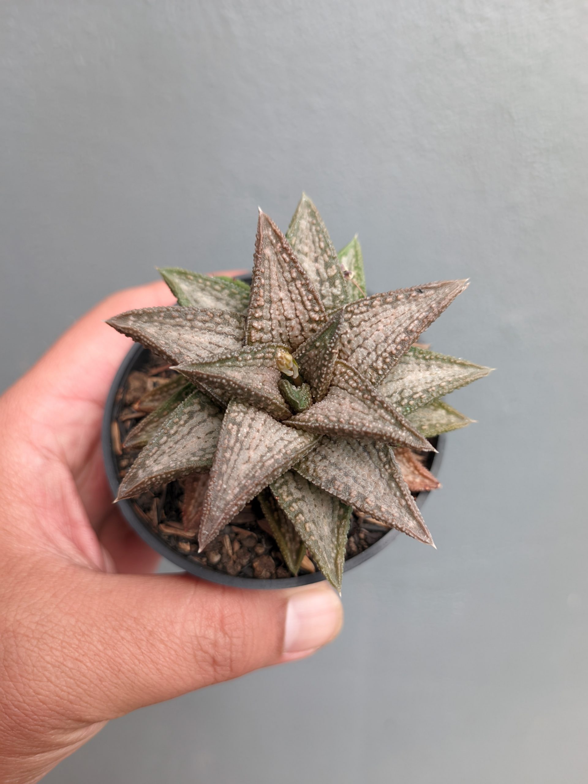1384. Haworthia Kintaikyo - Image 5