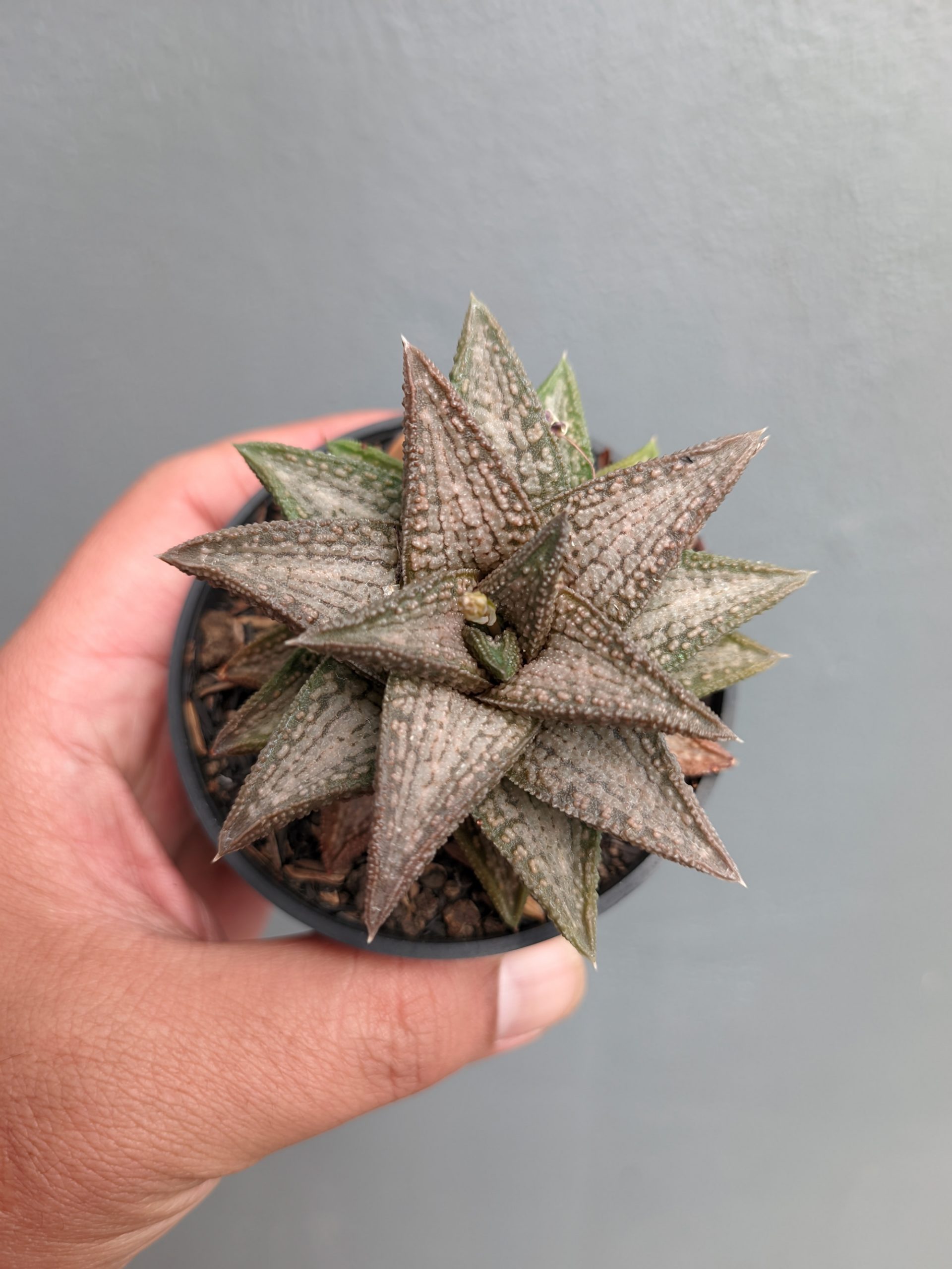 1384. Haworthia Kintaikyo - Image 6