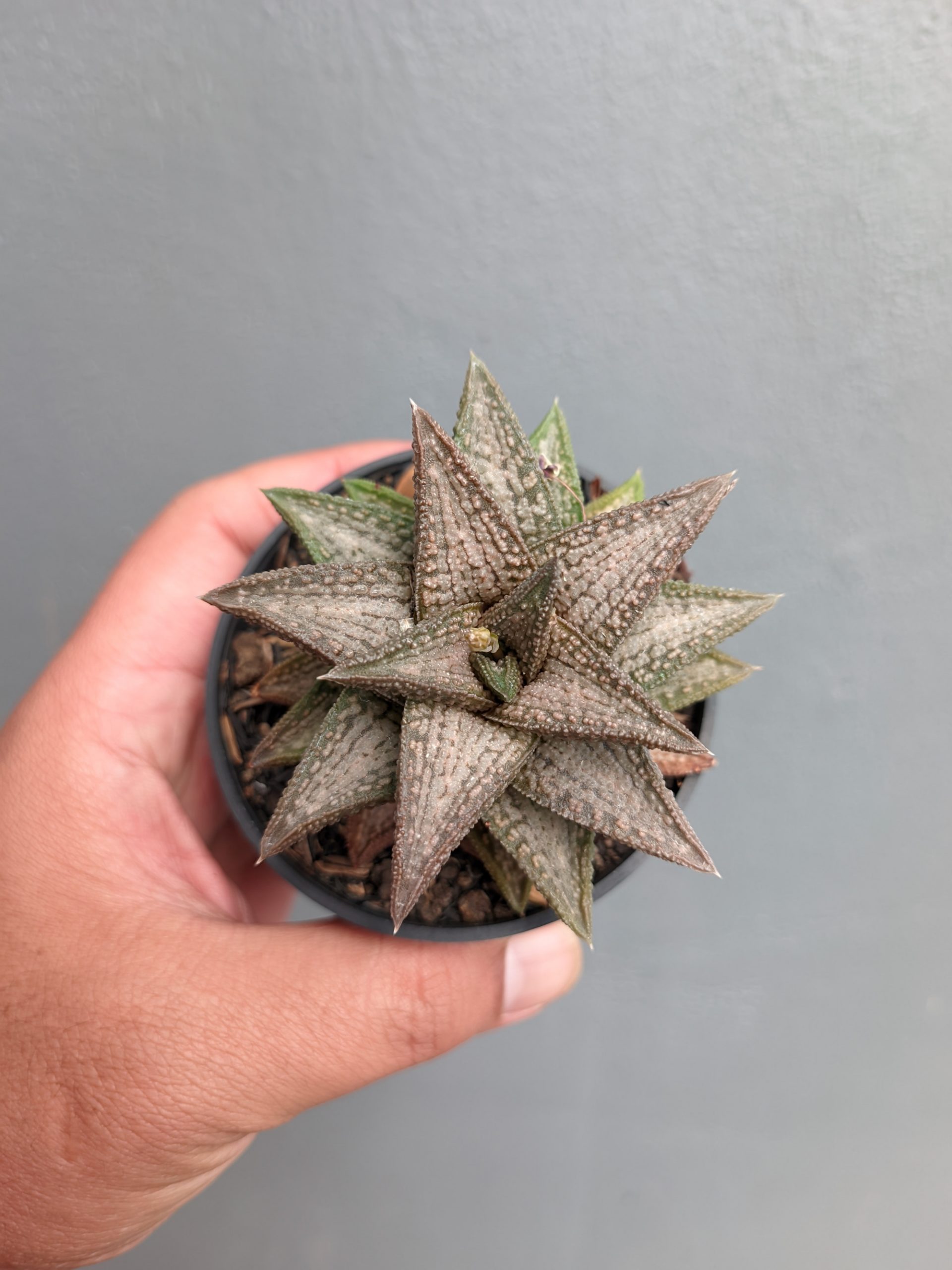 1384. Haworthia Kintaikyo - Image 7
