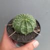 1385. Euphorbia Valida