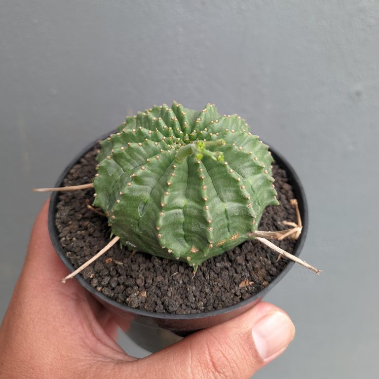 1385. Euphorbia Valida
