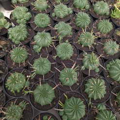 Alternative view of 1385. Euphorbia Valida
