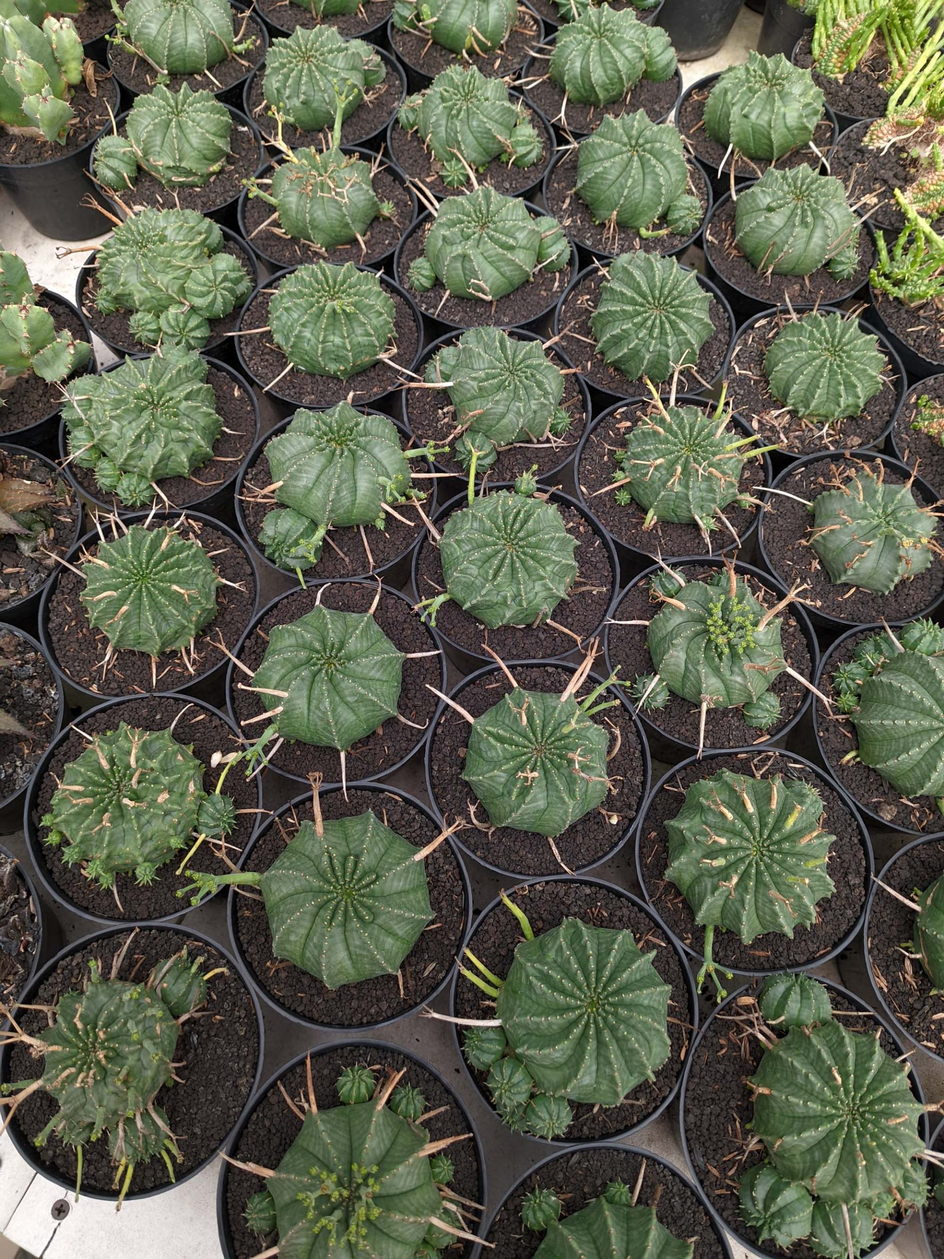 1385. Euphorbia Valida - Image 2