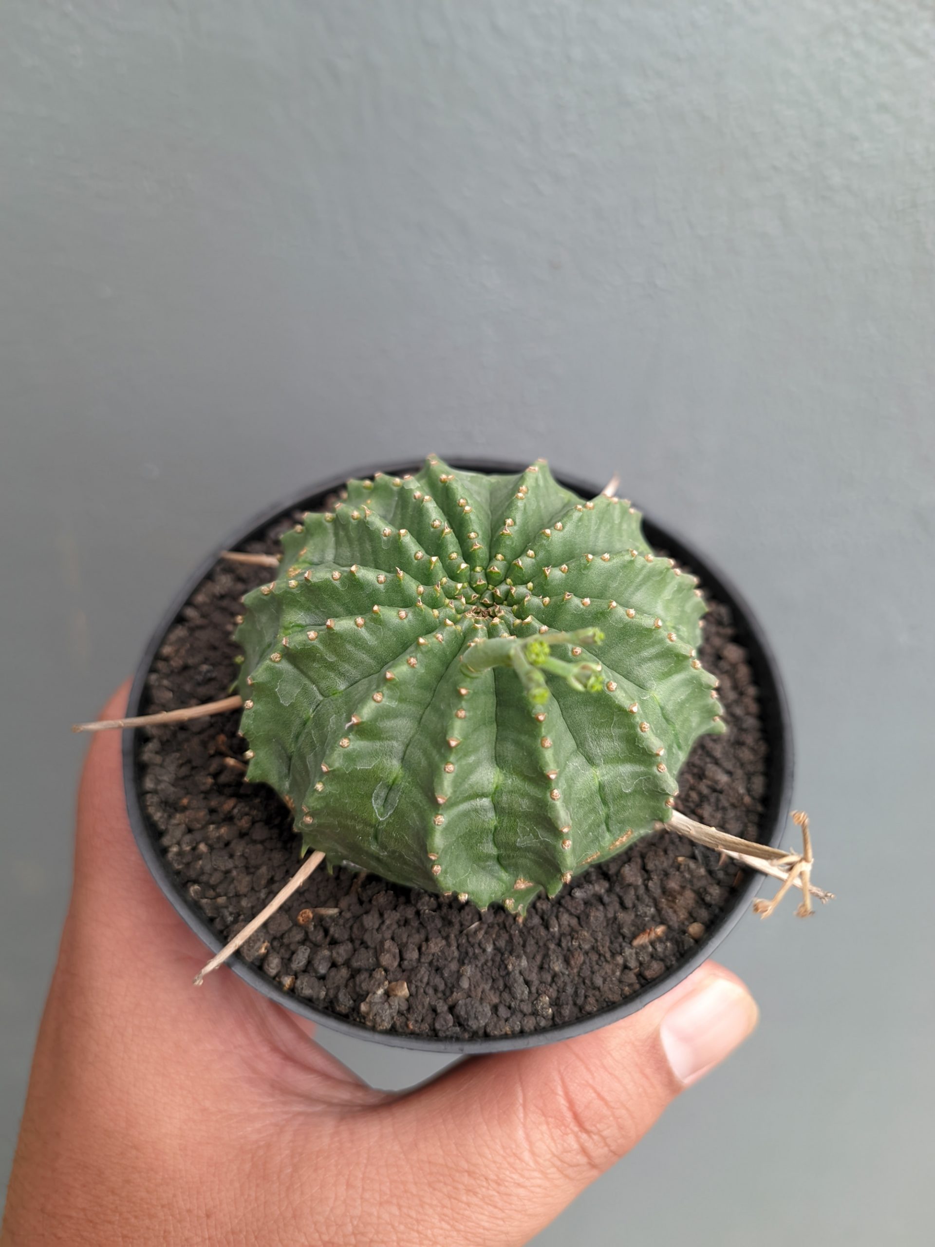 1385. Euphorbia Valida - Image 3