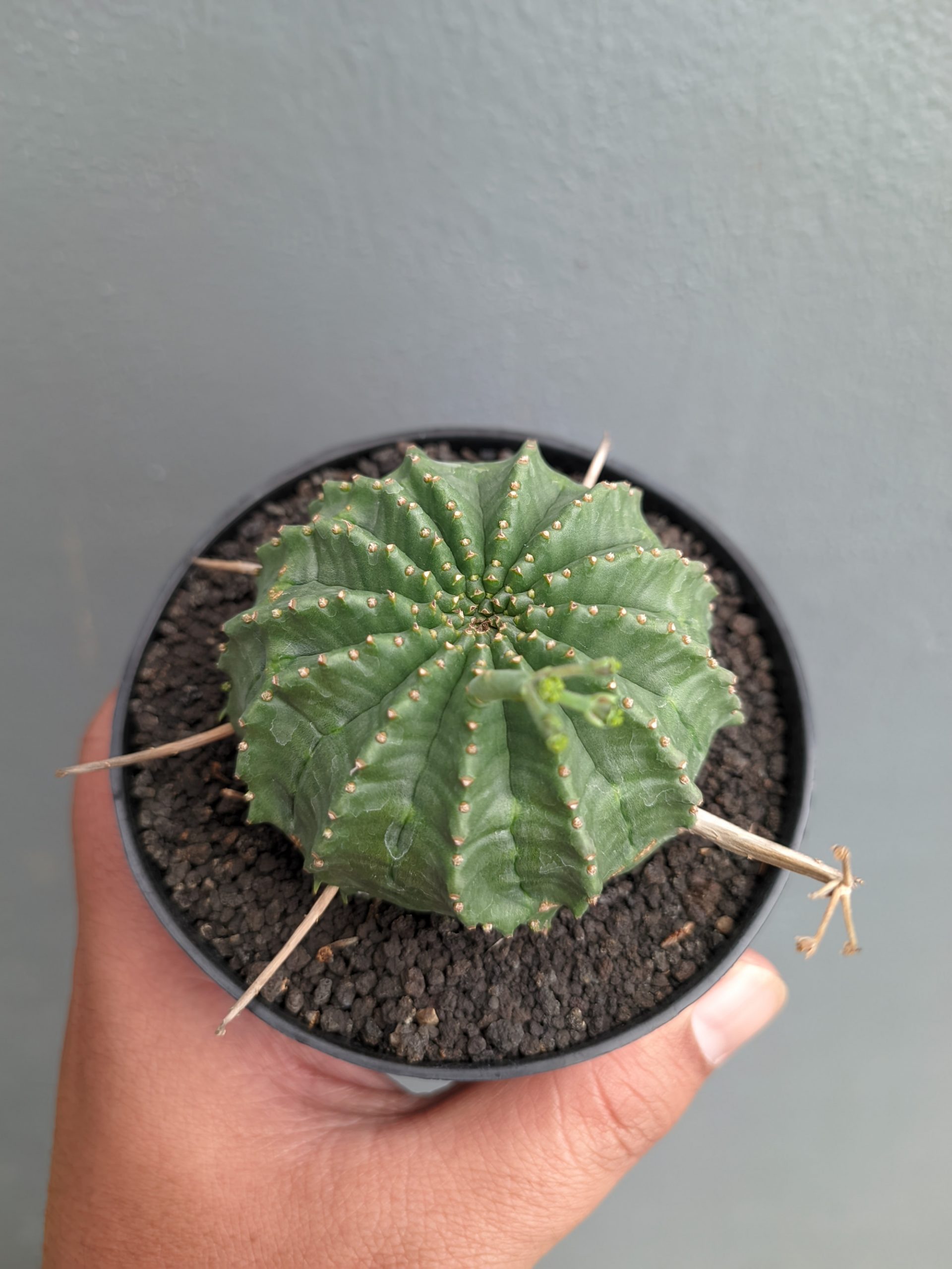 1385. Euphorbia Valida - Image 4