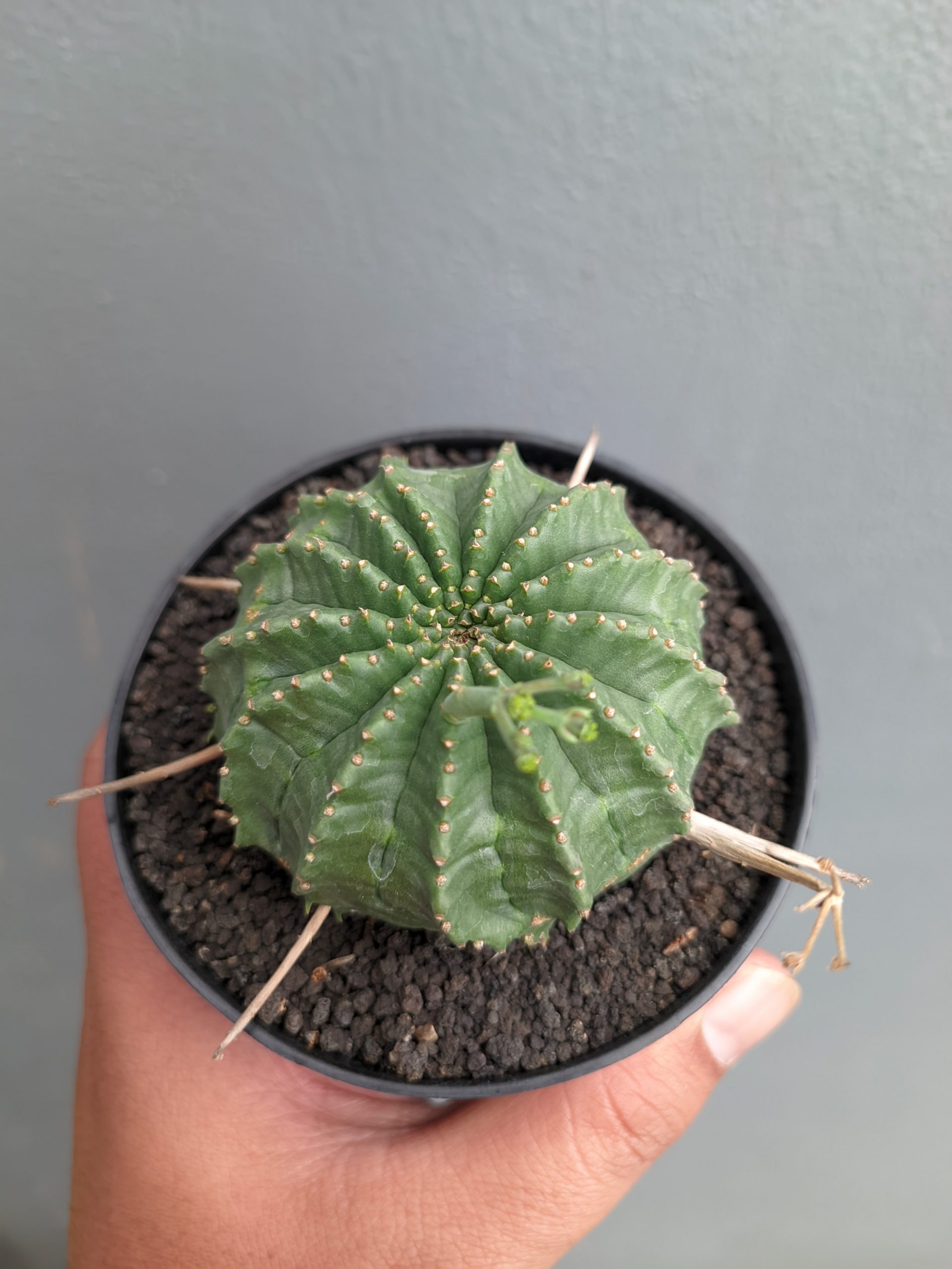 1385. Euphorbia Valida - Image 5