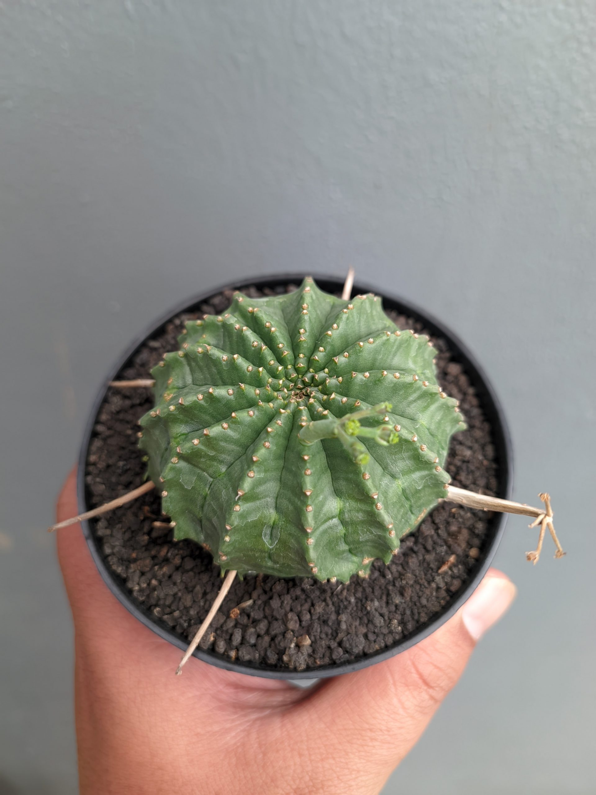 1385. Euphorbia Valida - Image 6