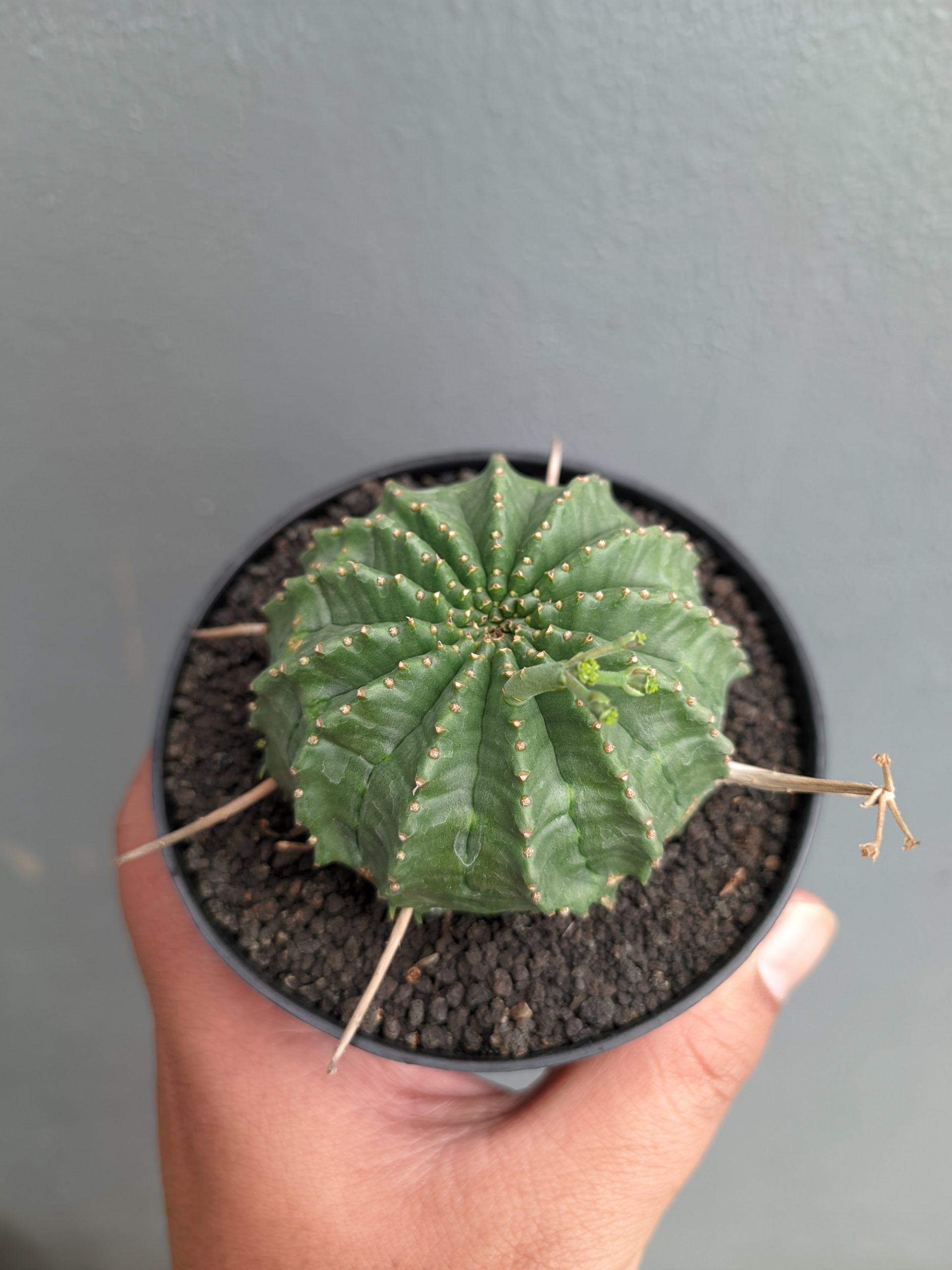 1385. Euphorbia Valida - Image 7